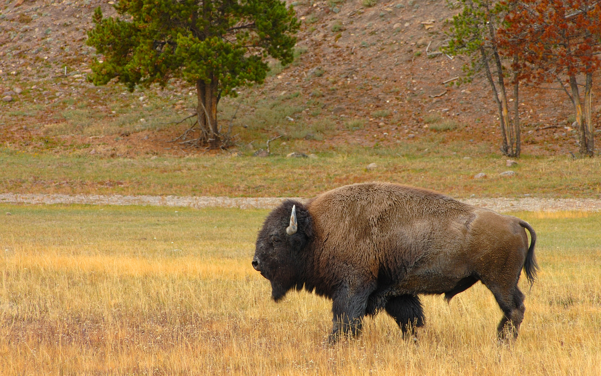 Обои трава, животные, бизон, американский бизон, grass, animals, buffalo, american bison разрешение 1920x1200 Загрузить