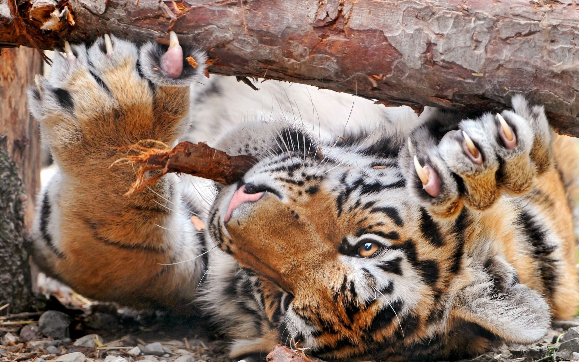 Обои тигр, морда, лапы, хищник, большая кошка, tiger, face, paws, predator, big cat разрешение 1920x1200 Загрузить
