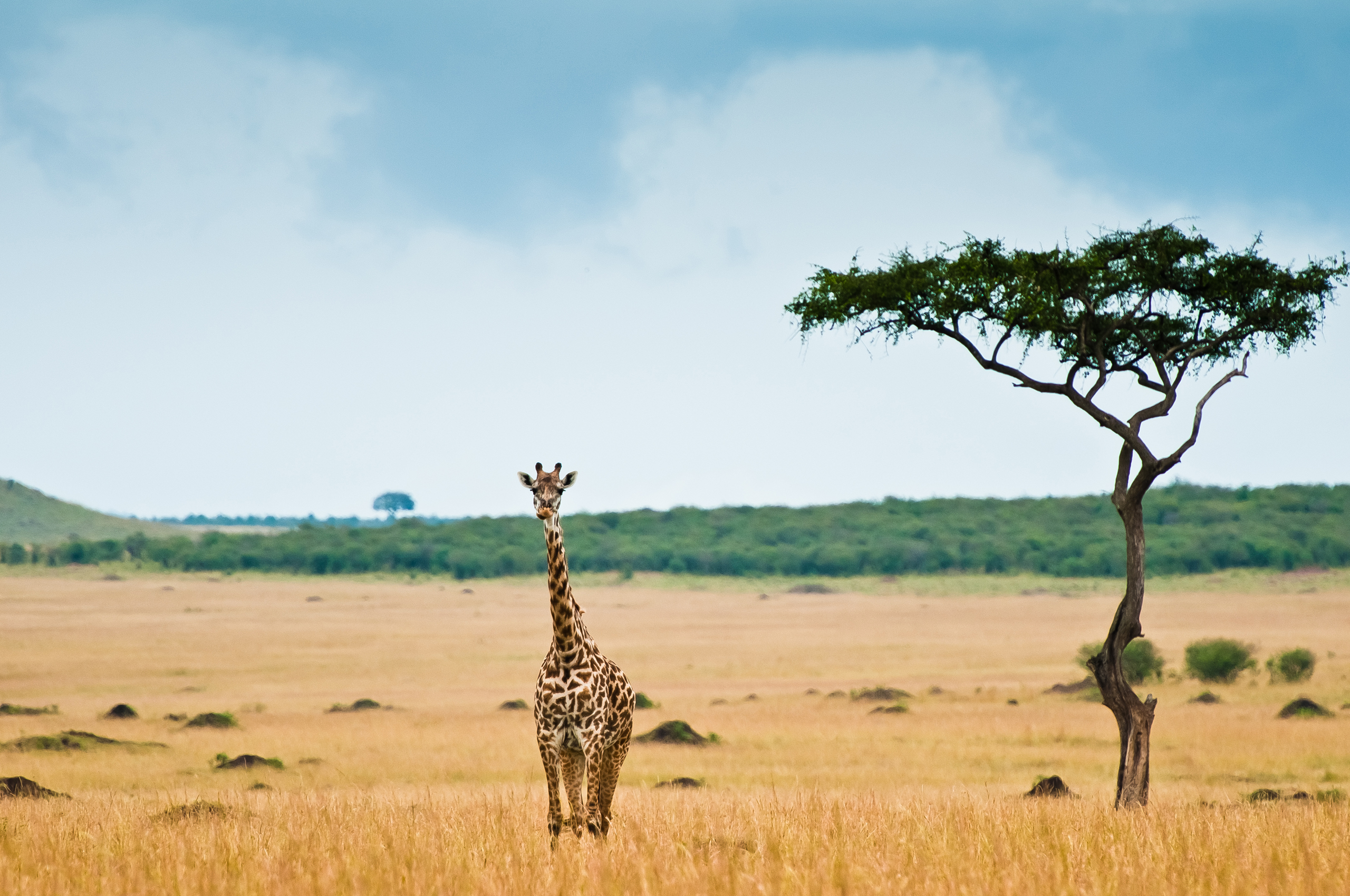 Обои африка, жираф, саванна, africa, giraffe, savannah разрешение 2560x1700 Загрузить