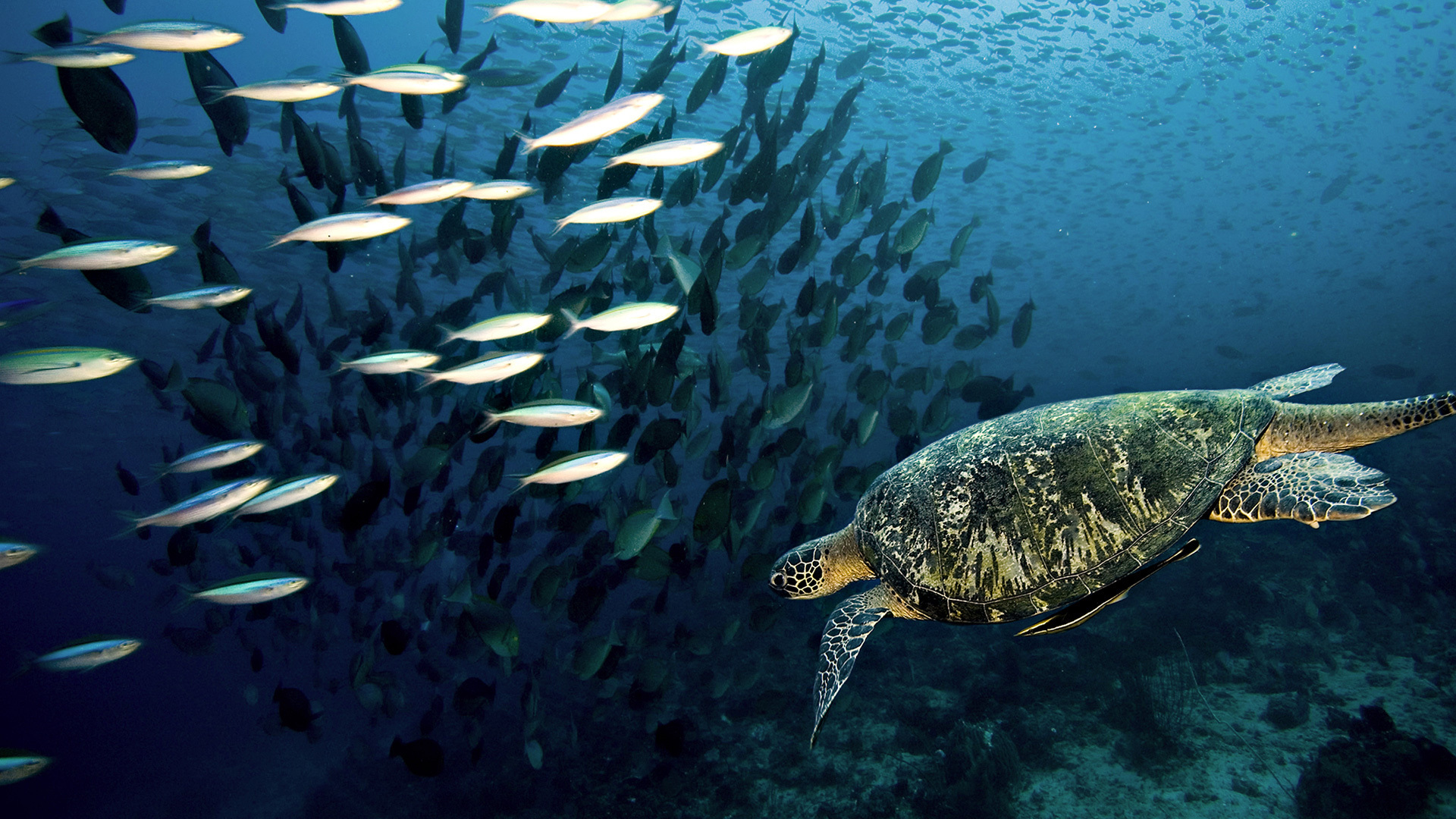 черепаха океан подводный бесплатно