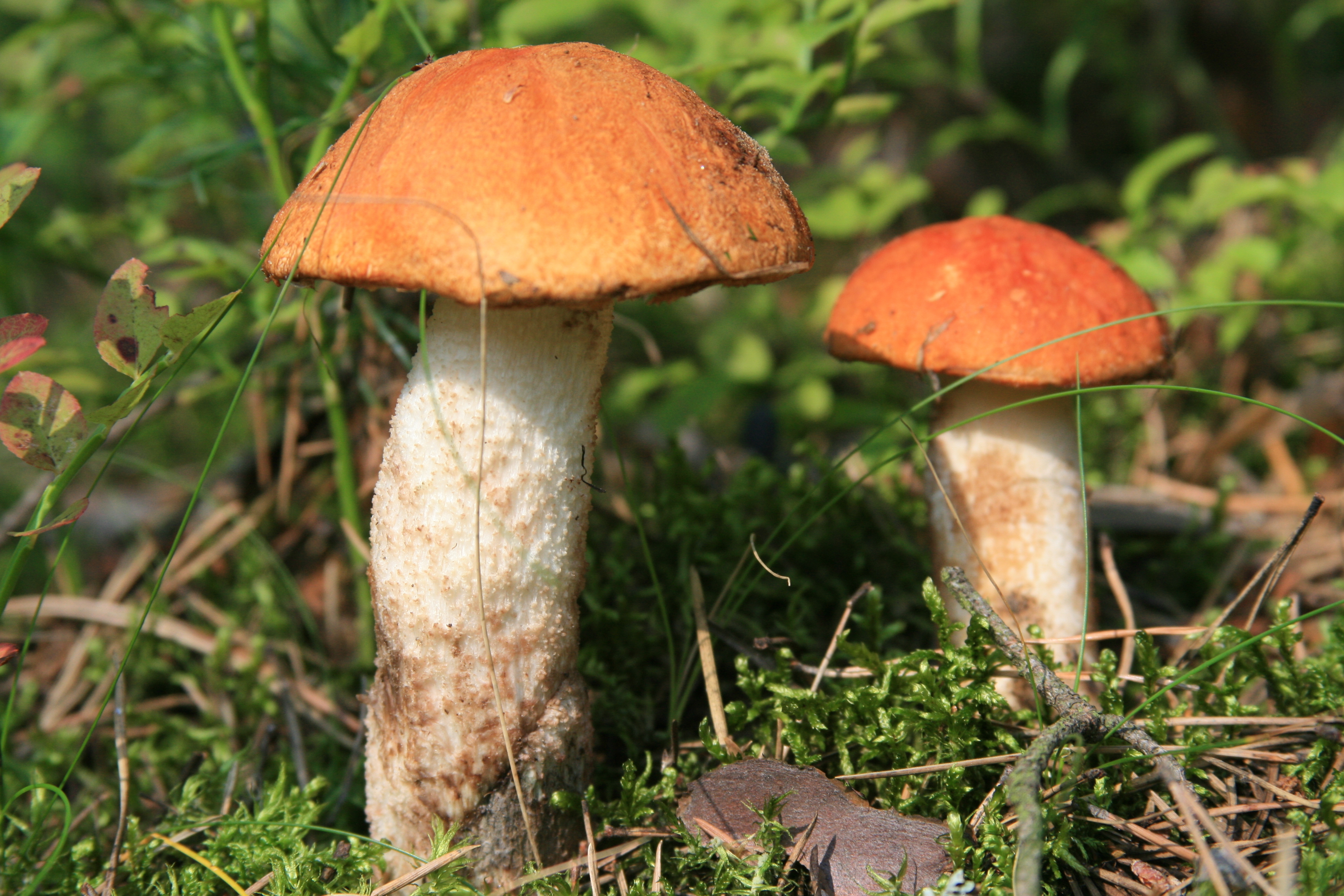 Обои трава, гриба, природа, лес, макро, грибы, прогулка, два, подосиновики, grass, mushroom, nature, forest, macro, mushrooms, walk, two, aspen разрешение 3888x2592 Загрузить