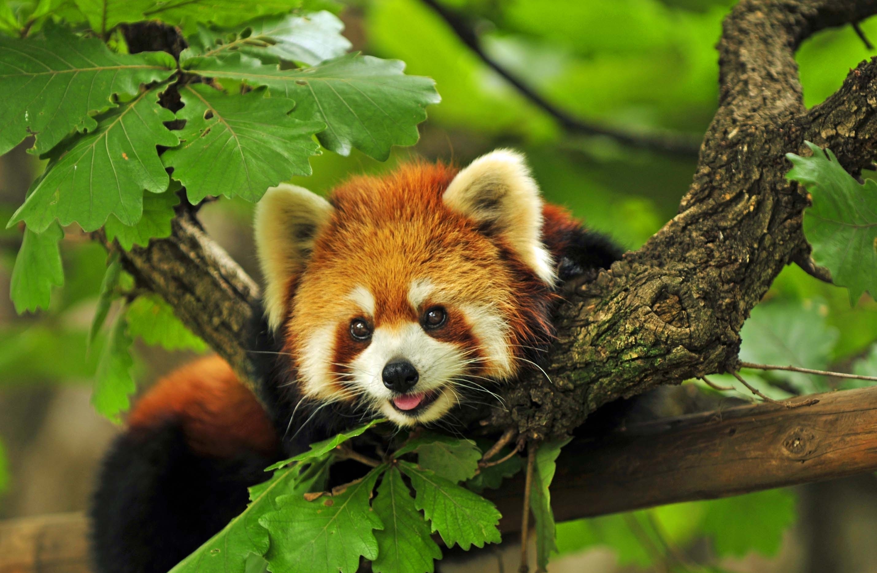 Обои дерево, ветки, красная, панда, енот, красная панда, tree, branches, red, panda, raccoon, red panda разрешение 2859x1869 Загрузить