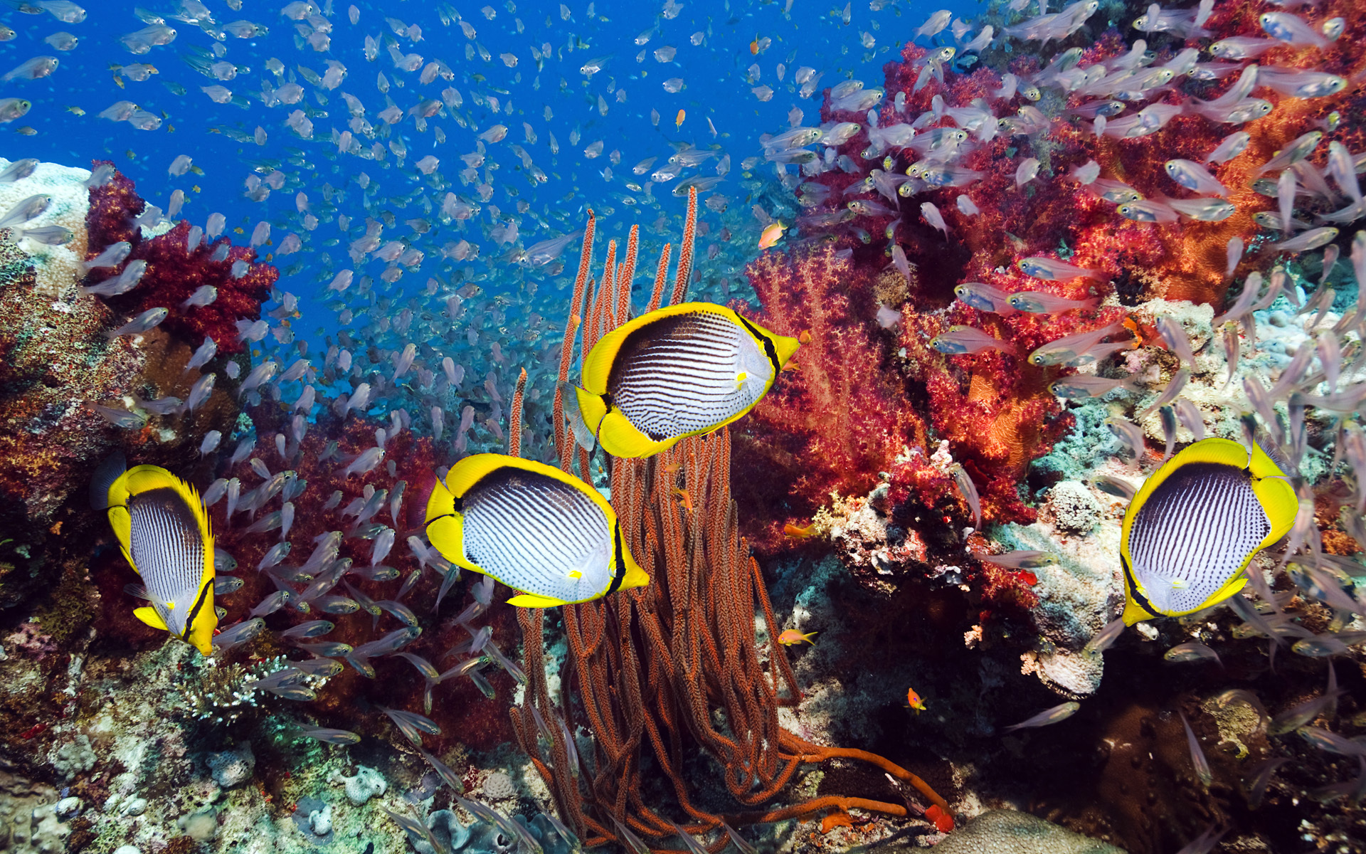 подводный мир рыбы кораллы без смс