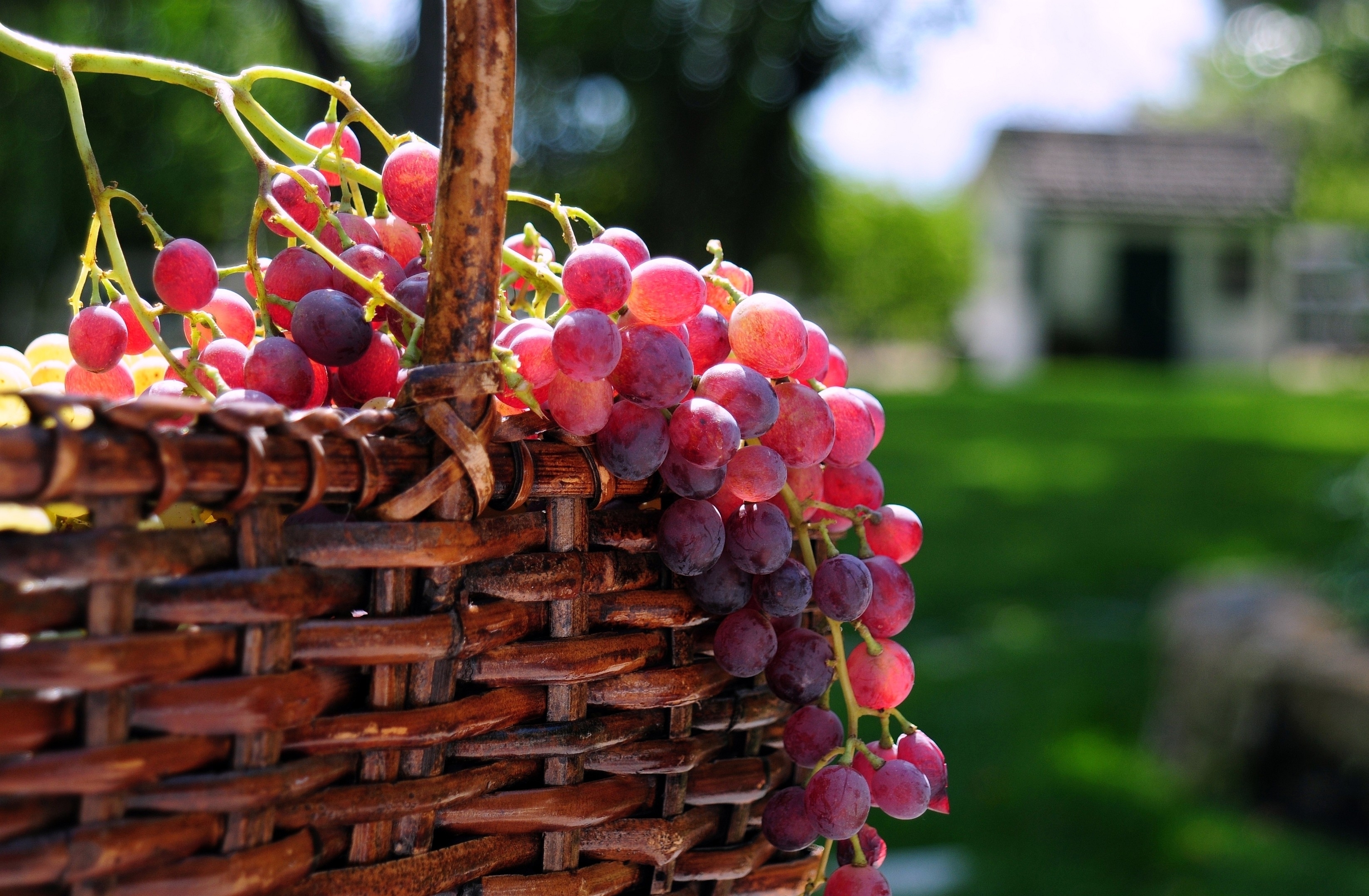 Обои солнце, виноград, корзина, ягоды, the sun, grapes, basket, berries разрешение 3288x2153 Загрузить