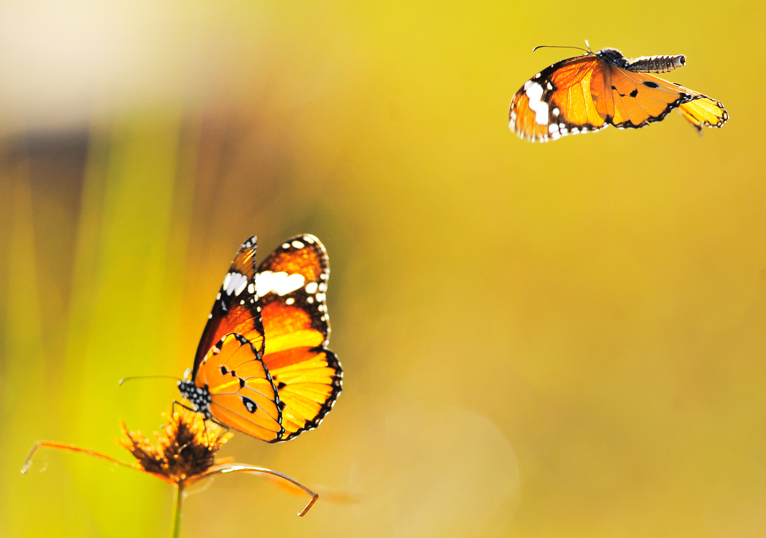 Обои желтый, фон, бабочки, летают, yellow, background, butterfly, fly разрешение 2560x1800 Загрузить