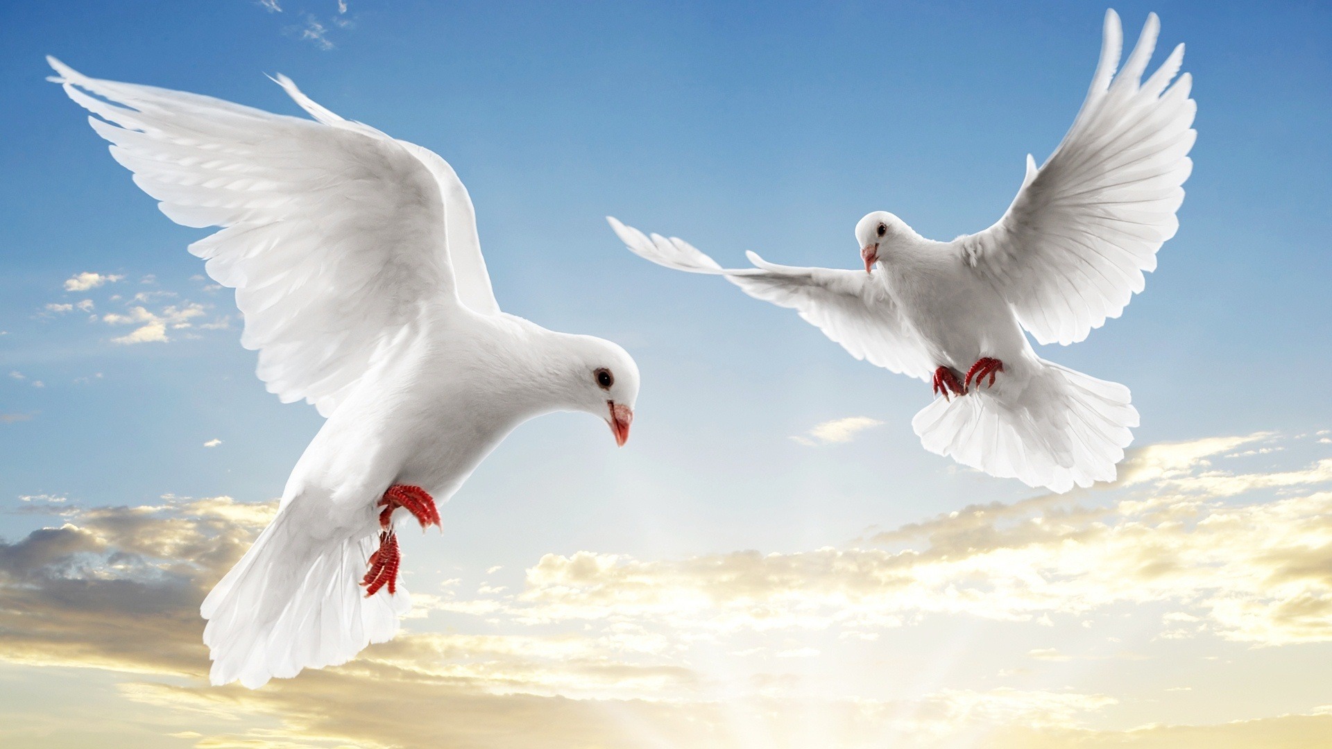 Обои белый голубь, небо, полет, крылья, птицы, белые, голубь, голуби, парят, the sky, flight, wings, birds, white, dove, pigeons, soar разрешение 1920x1080 Загрузить