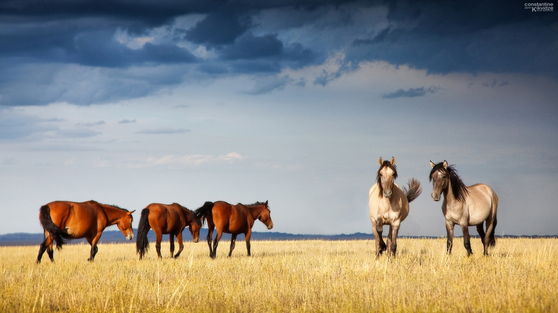 Обои лошади, казахстан, грациозные, ксения, собчак, horse, kazakhstan, graceful, xenia, sobchak разрешение 1920x1080 Загрузить