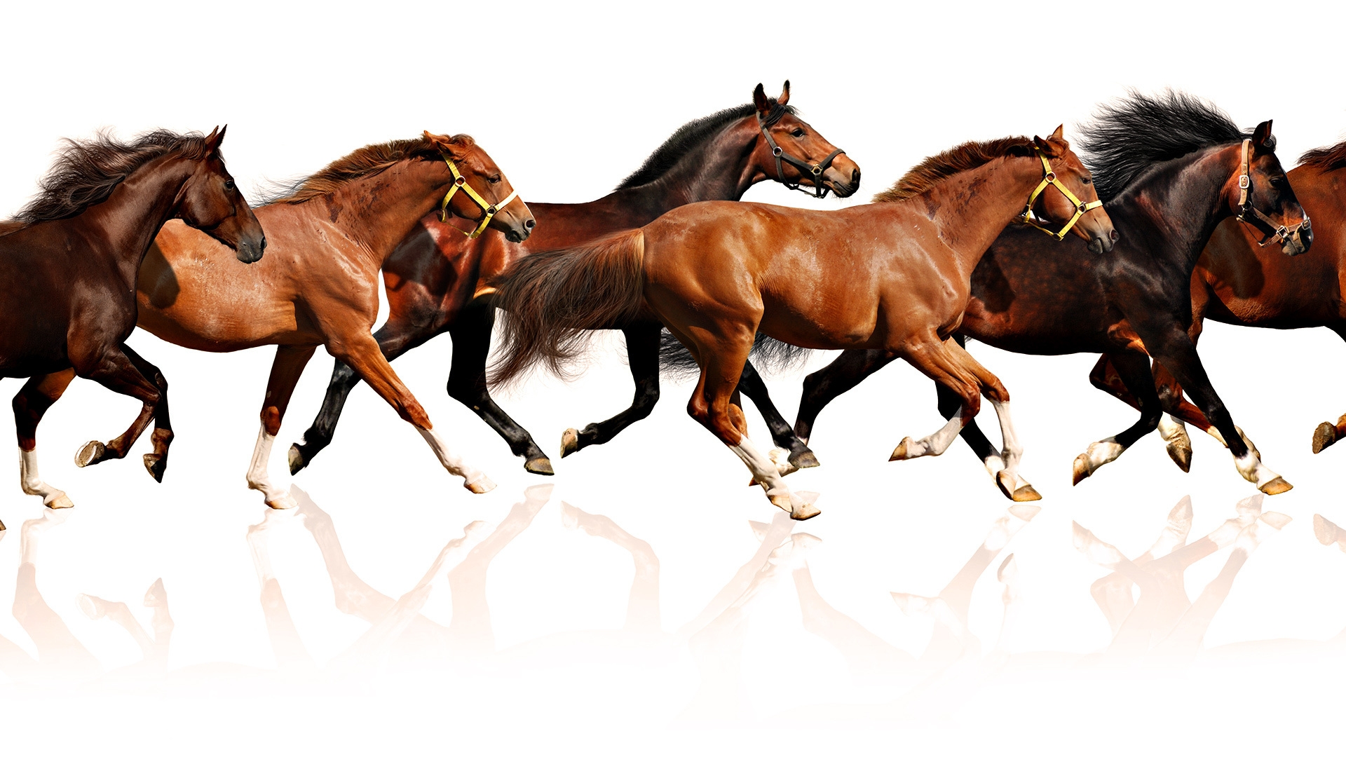 Обои обои, белый фон, лошади, кони, wallpaper, white background, horse, horses разрешение 1920x1080 Загрузить
