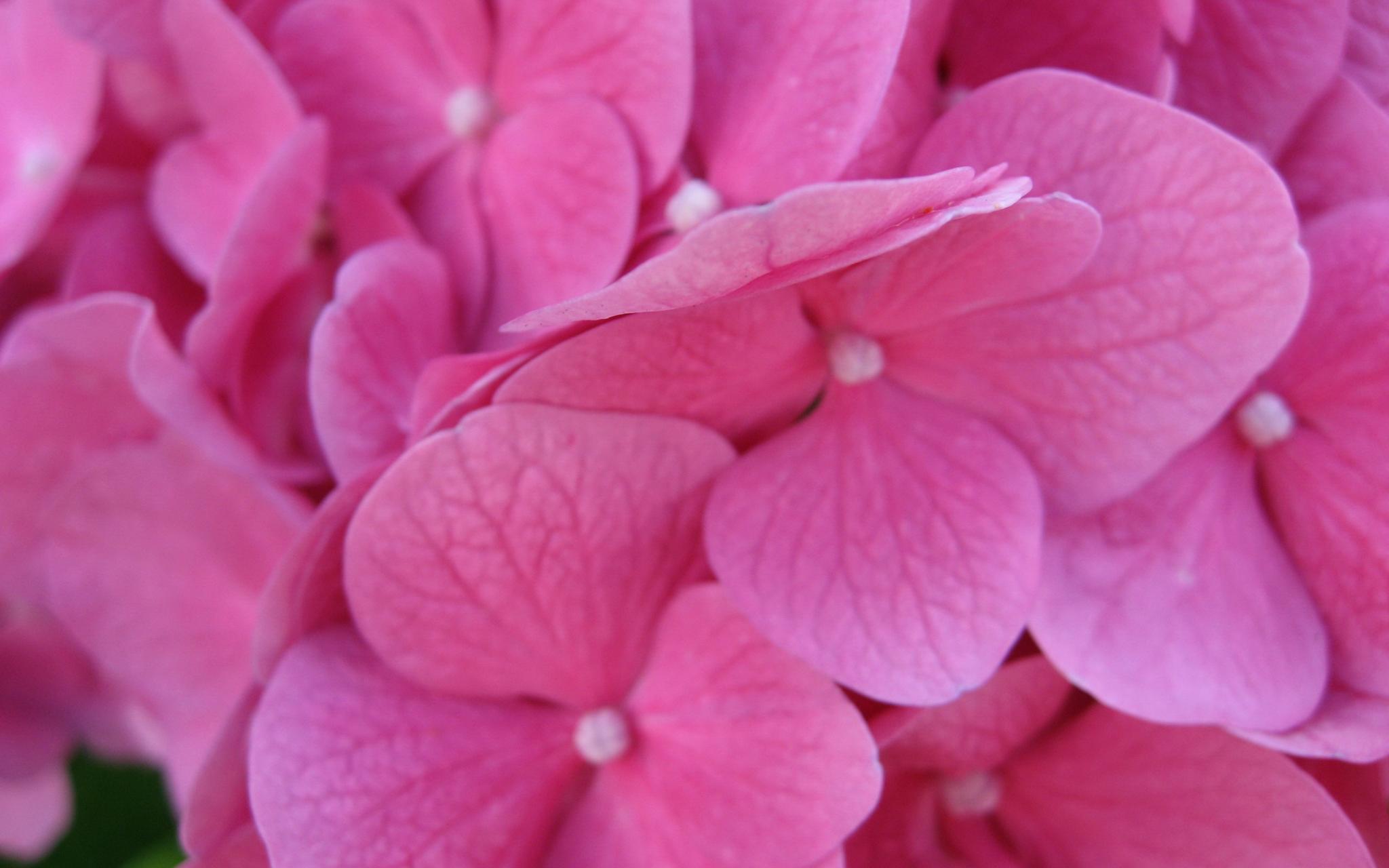 Обои цветы, макро, гортензия, flowers, macro, hydrangea разрешение 2048x1280 Загрузить