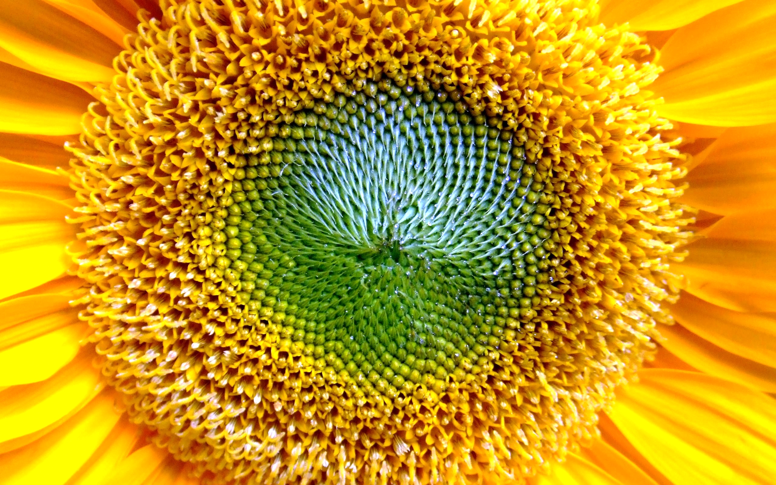 Обои подсолнух, sunflower разрешение 2560x1600 Загрузить