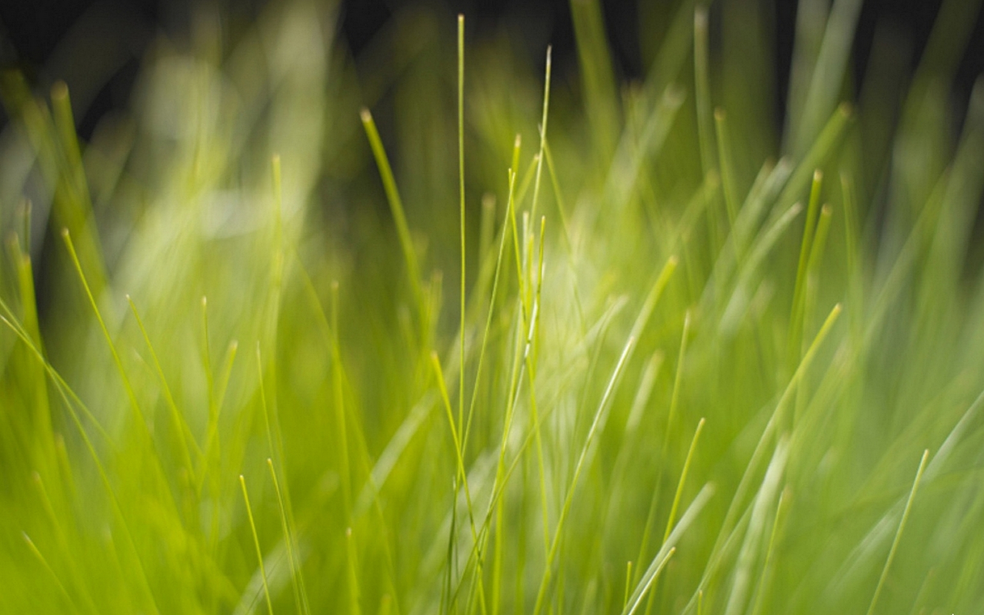 Обои трава, природа, зелень, размытость, grass, nature, greens, blur разрешение 1920x1200 Загрузить