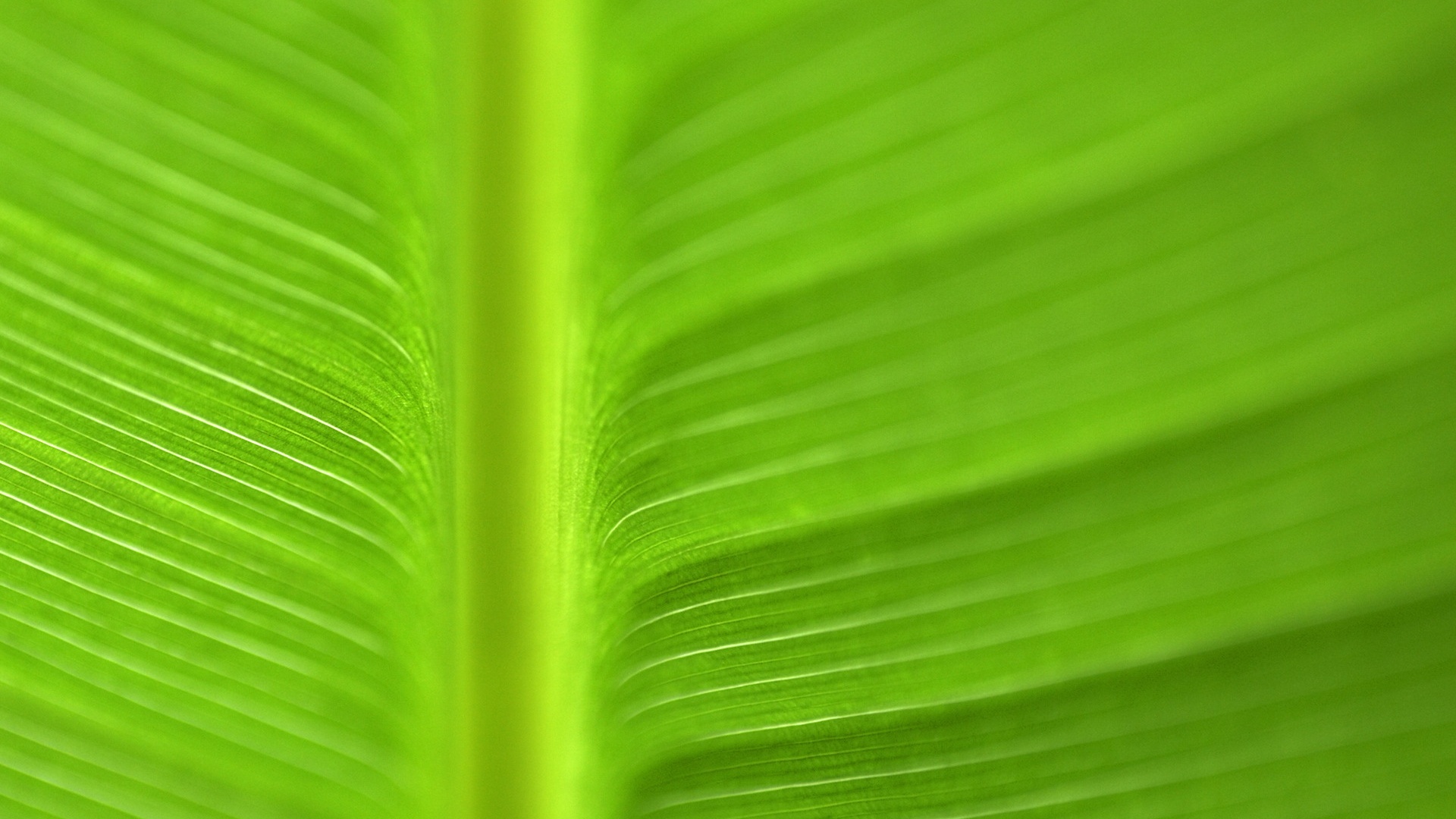 Обои текстура, цвет, лист, прожилки, зеленый лист, texture, color, sheet, veins, green leaf разрешение 1920x1080 Загрузить