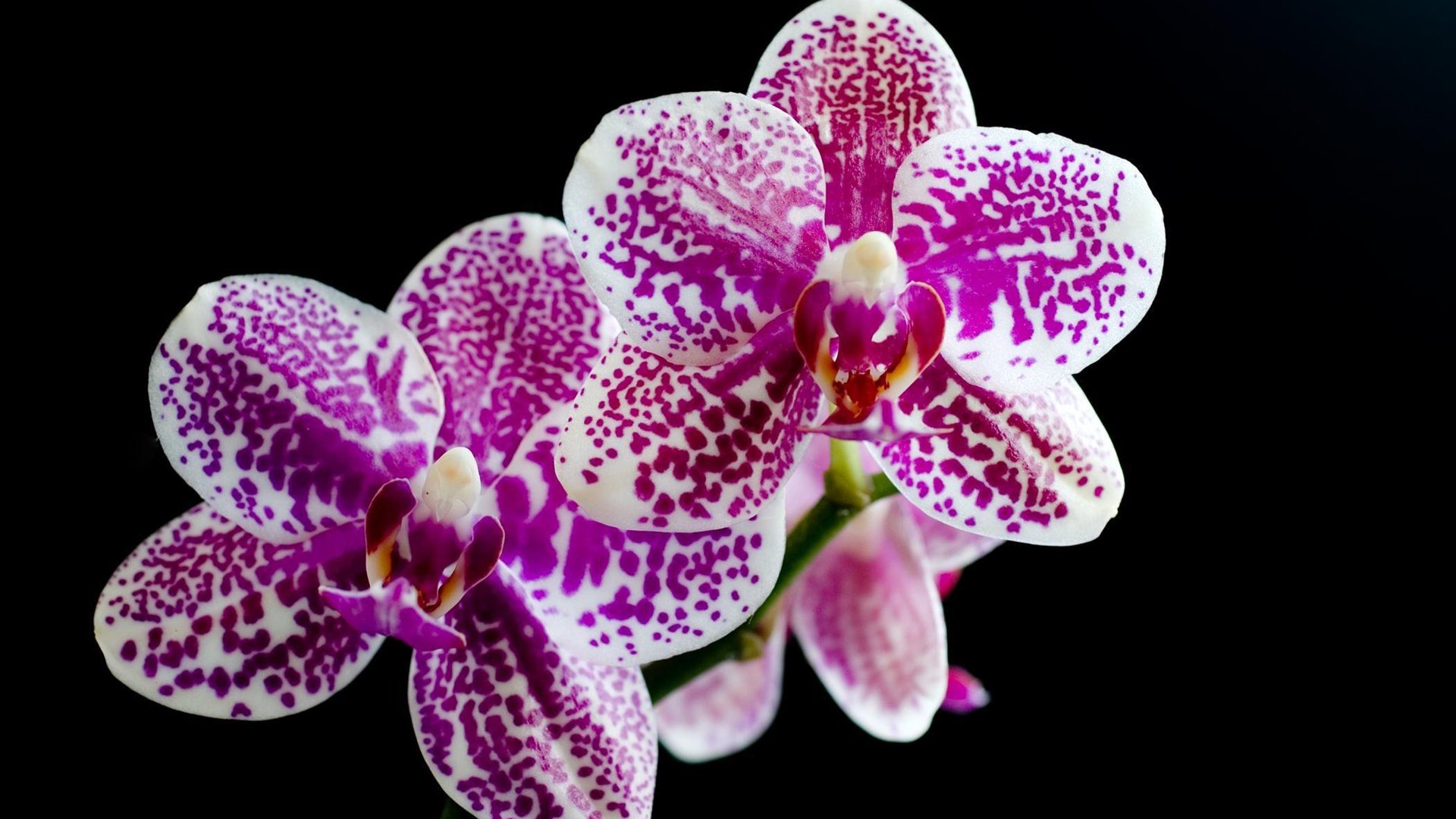 Обои цветы, лепестки, черный фон, орхидеи, фаленопсис, flowers, petals, black background, orchids, phalaenopsis разрешение 1920x1080 Загрузить