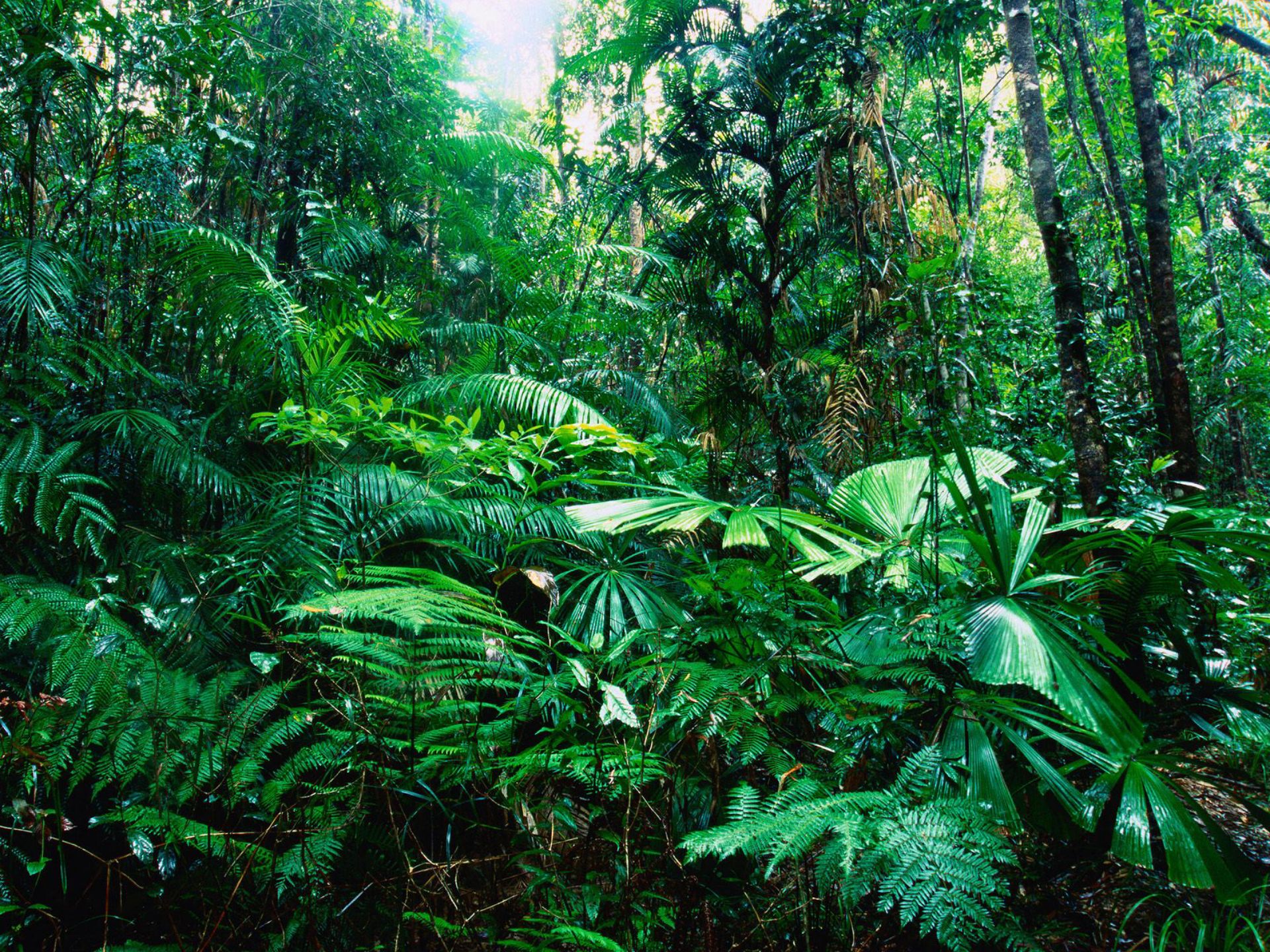 Джунгли внутри тебя. Гилея в Африке. Экваториальный лес Сельва растения. Тропикал Рейнфорест. Сельва Южной Америки.