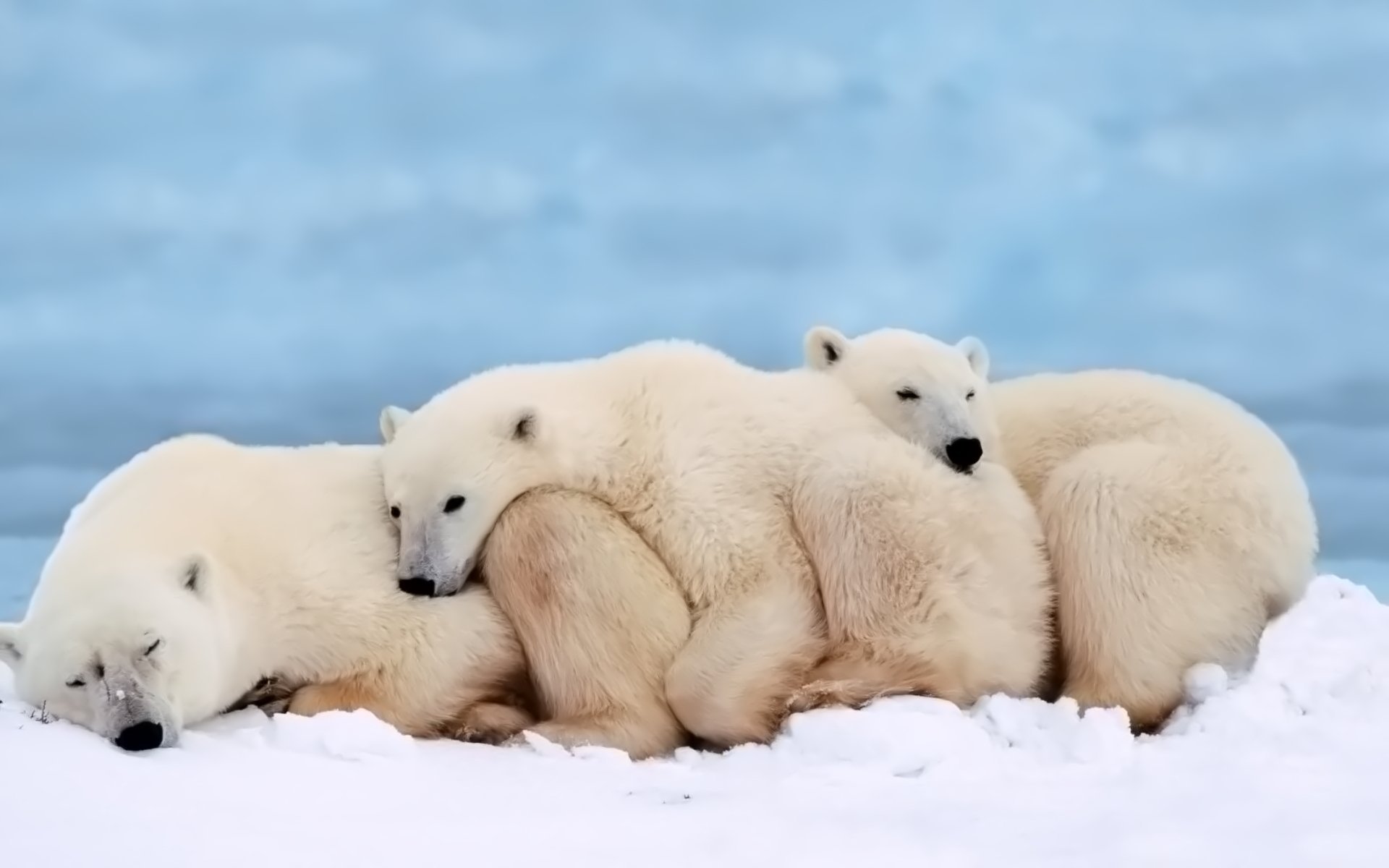 Обои сон, семья, медведи, белый медведь, детеныш, sleep, family, bears, polar bear, cub разрешение 1920x1200 Загрузить