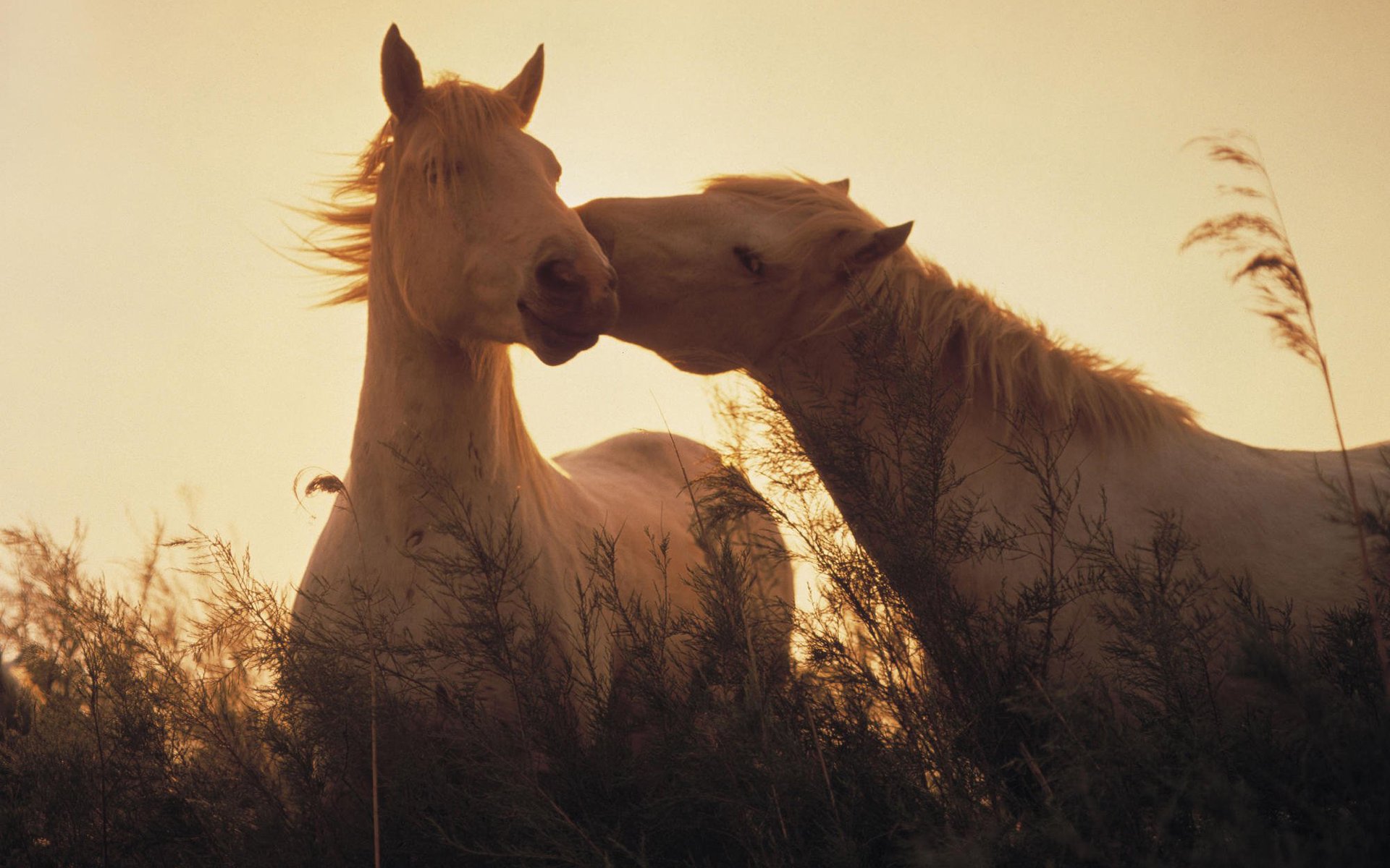Обои свет, трава, лошади, кони, light, grass, horse, horses разрешение 1920x1200 Загрузить