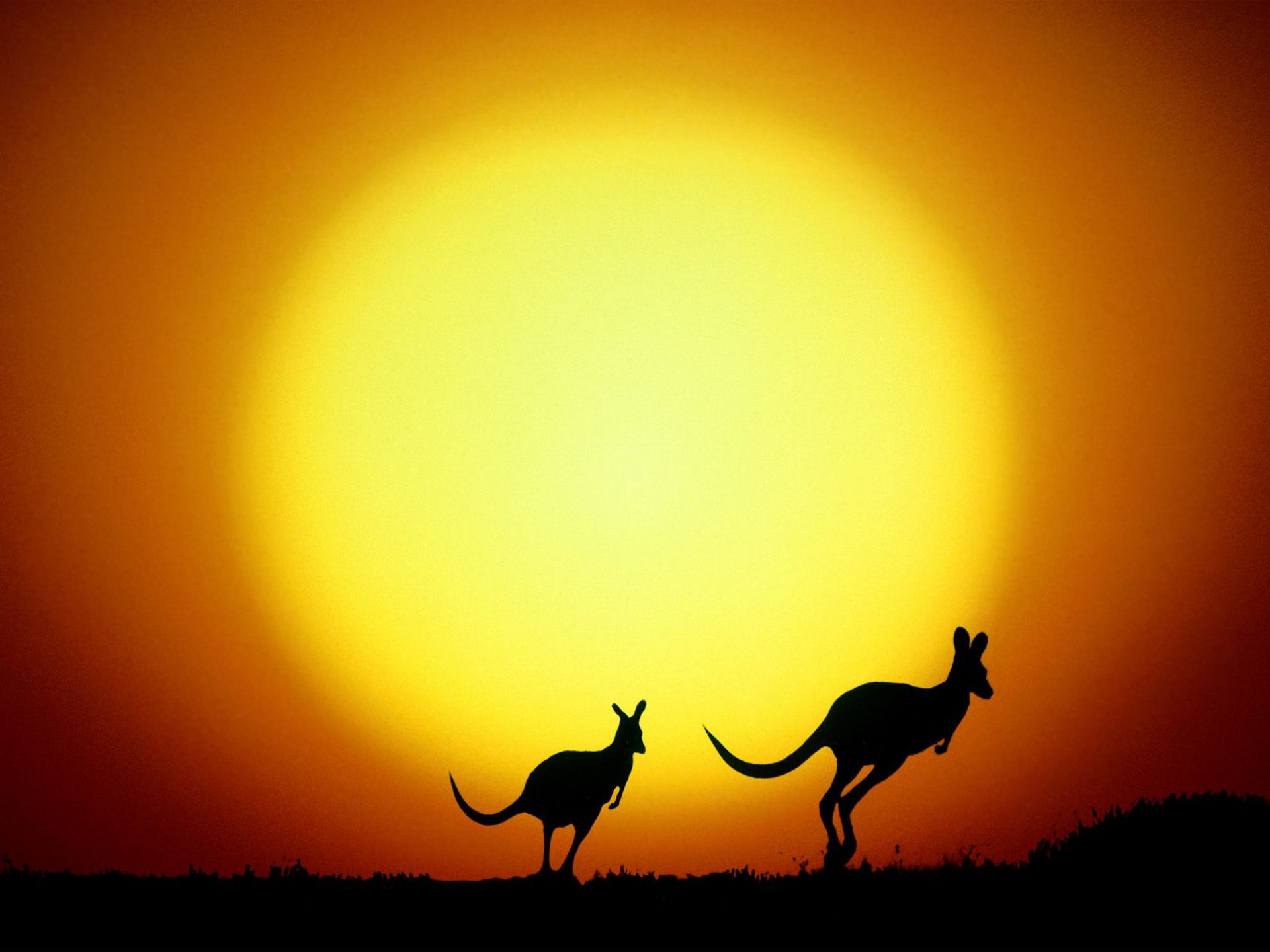 Обои солнце, силуэты, австралия, кенгуру, the sun, silhouettes, australia, kangaroo разрешение 1920x1440 Загрузить