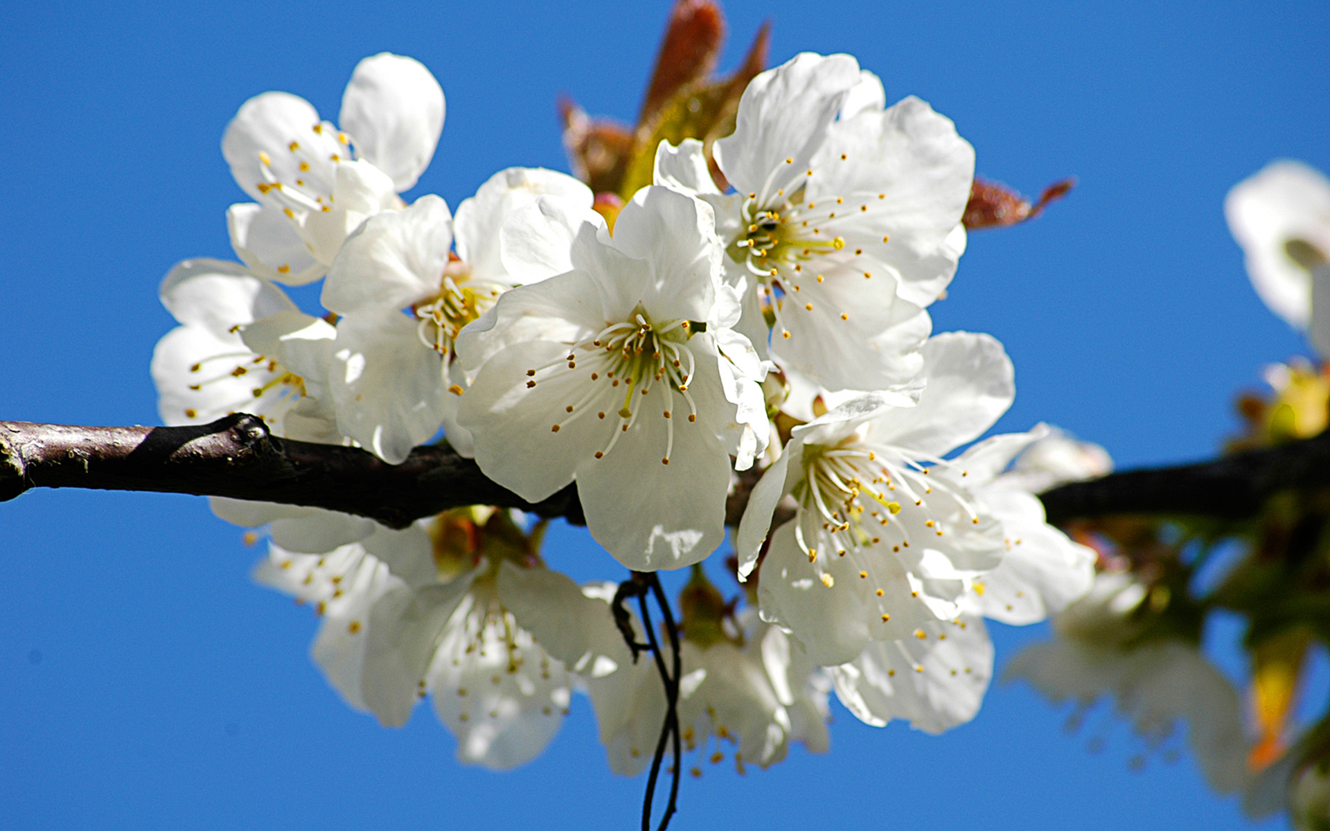 Обои цветы, ветка, цветение, цветок, лепестки, весна, вишня, flowers, branch, flowering, flower, petals, spring, cherry разрешение 1920x1200 Загрузить