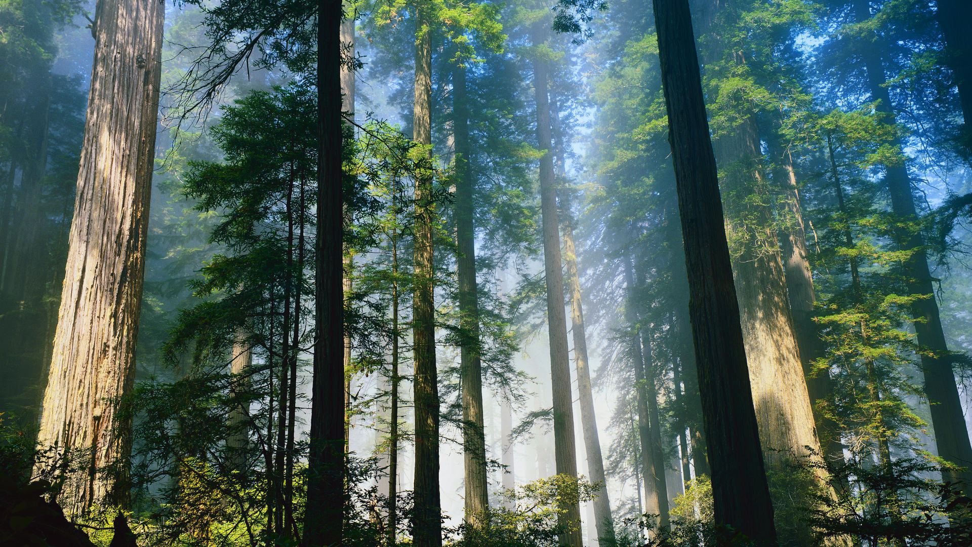 Обои деревья, лес, туман, стволы, trees, forest, fog, trunks разрешение 1920x1080 Загрузить