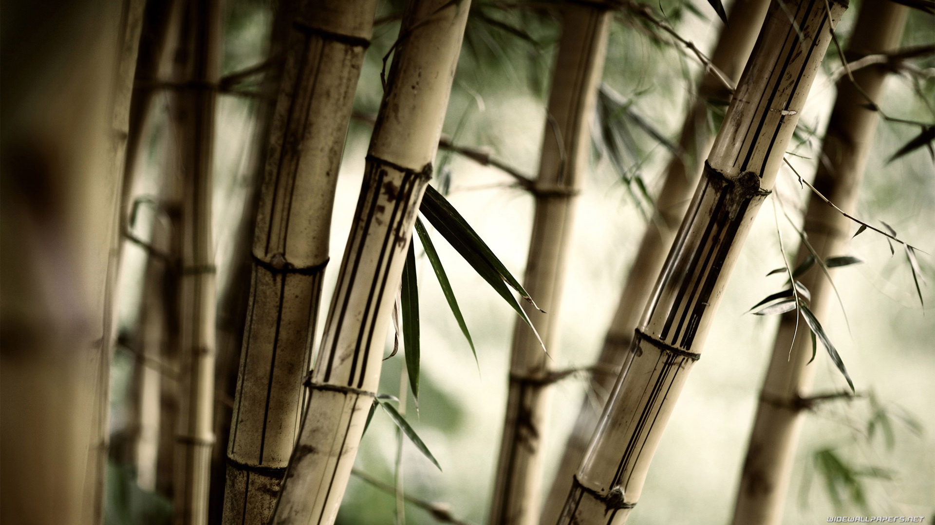 Обои природа, листья, бамбук, размытость, стебли, крупным планом, nature, leaves, bamboo, blur, stems, closeup разрешение 1920x1080 Загрузить