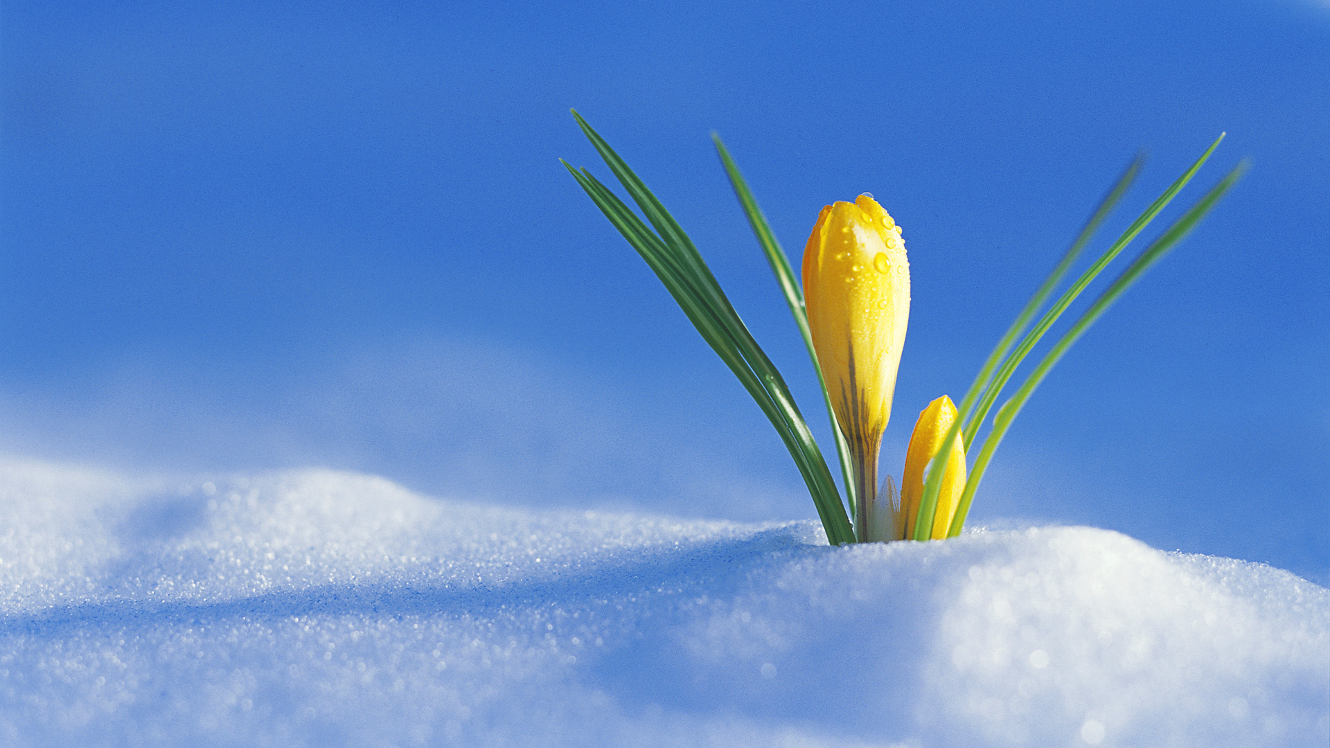 Скачать обои снег, весна, первый крокус, радостно, snow разрешение 640x960 ...