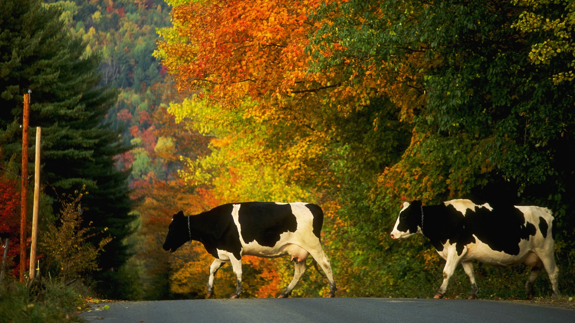 Обои дорога, деревья, осень, коровы, домашний скот, road, trees, autumn, cows, livestock разрешение 1920x1080 Загрузить