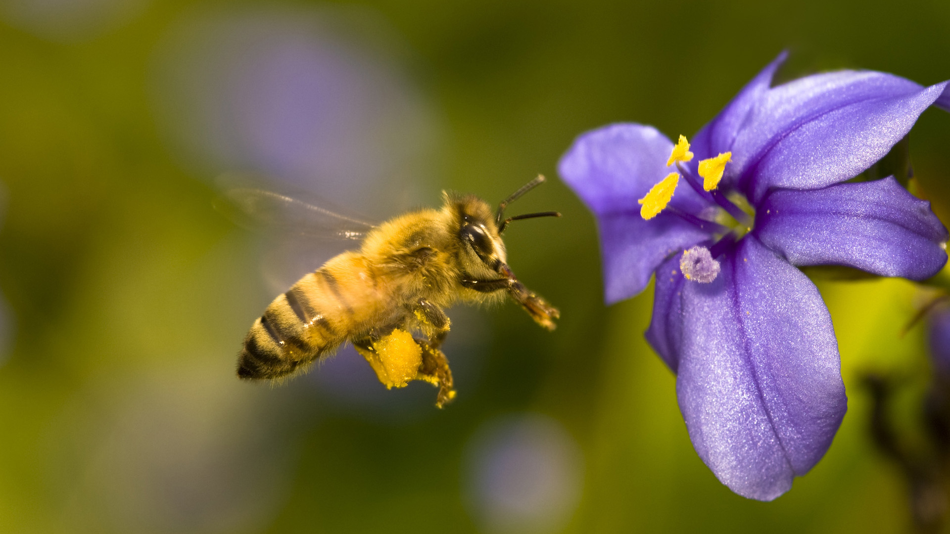 Обои насекомое, цветок, лепестки, крылья, тычинки, пчела, insect, flower, petals, wings, stamens, bee разрешение 1920x1080 Загрузить
