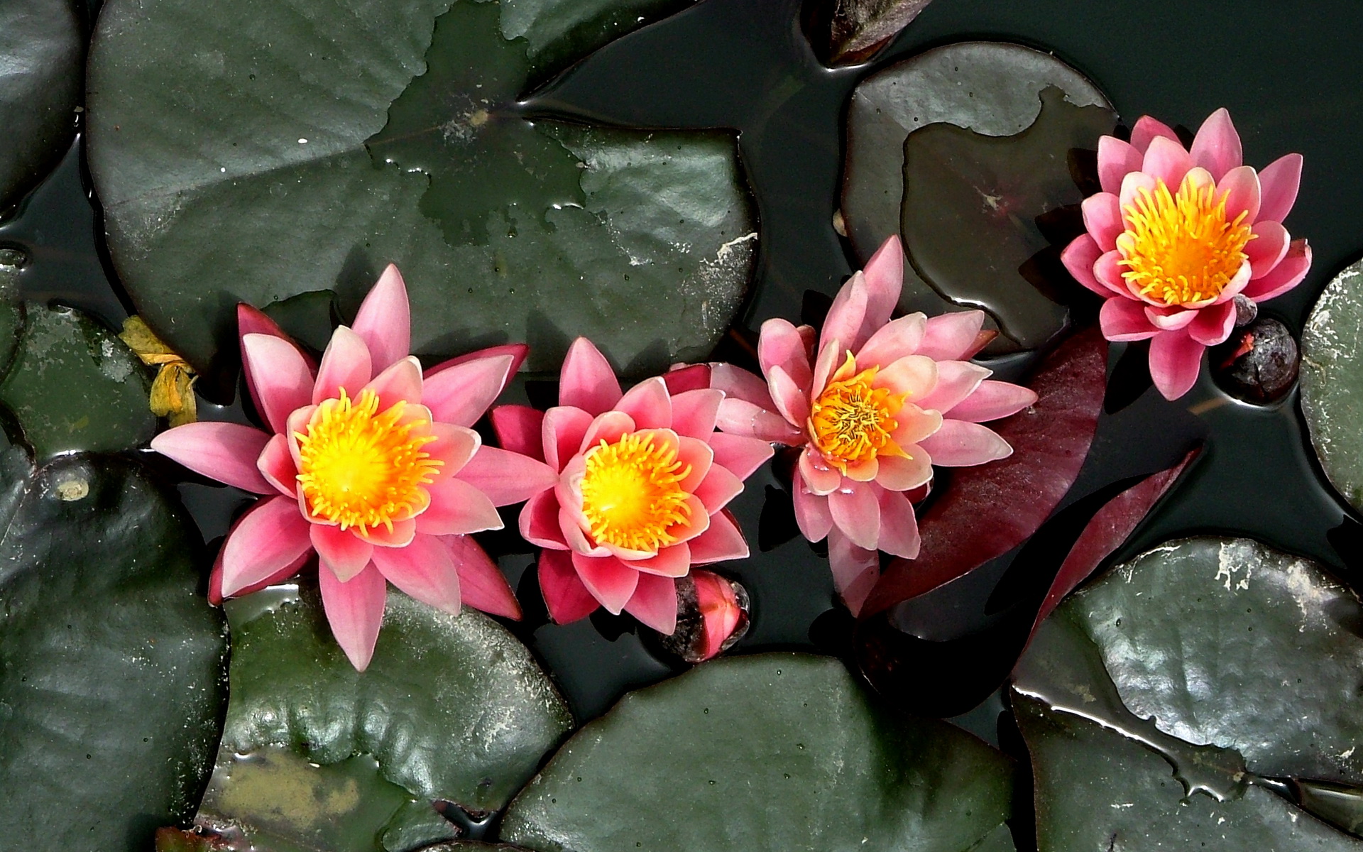 Обои кувшинка, нимфея, водяная лилия, lily, nymphaeum, water lily разрешение 1920x1200 Загрузить