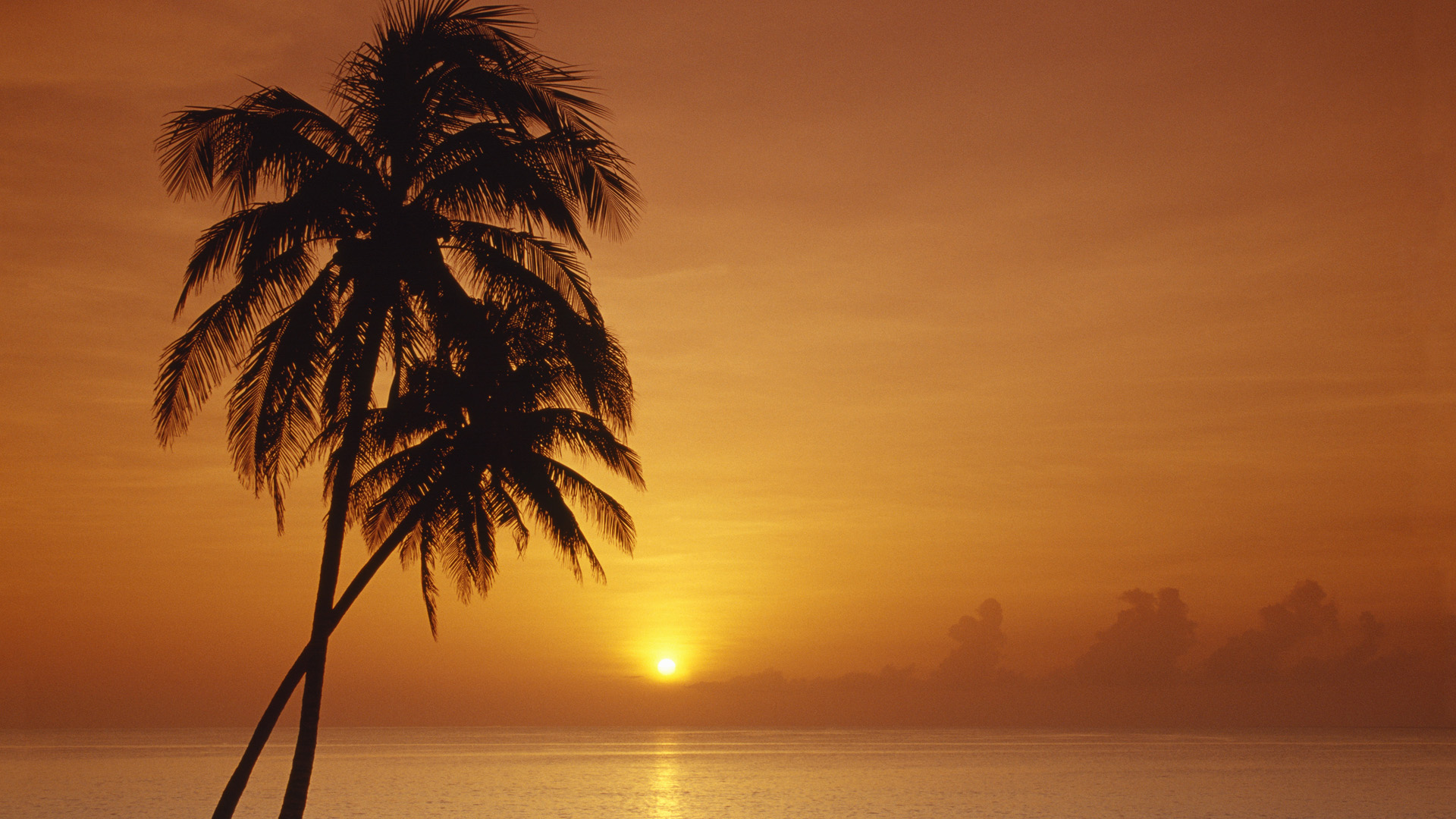 Обои солнце, закат, море, горизонт, пальмы, the sun, sunset, sea, horizon, palm trees разрешение 1920x1080 Загрузить