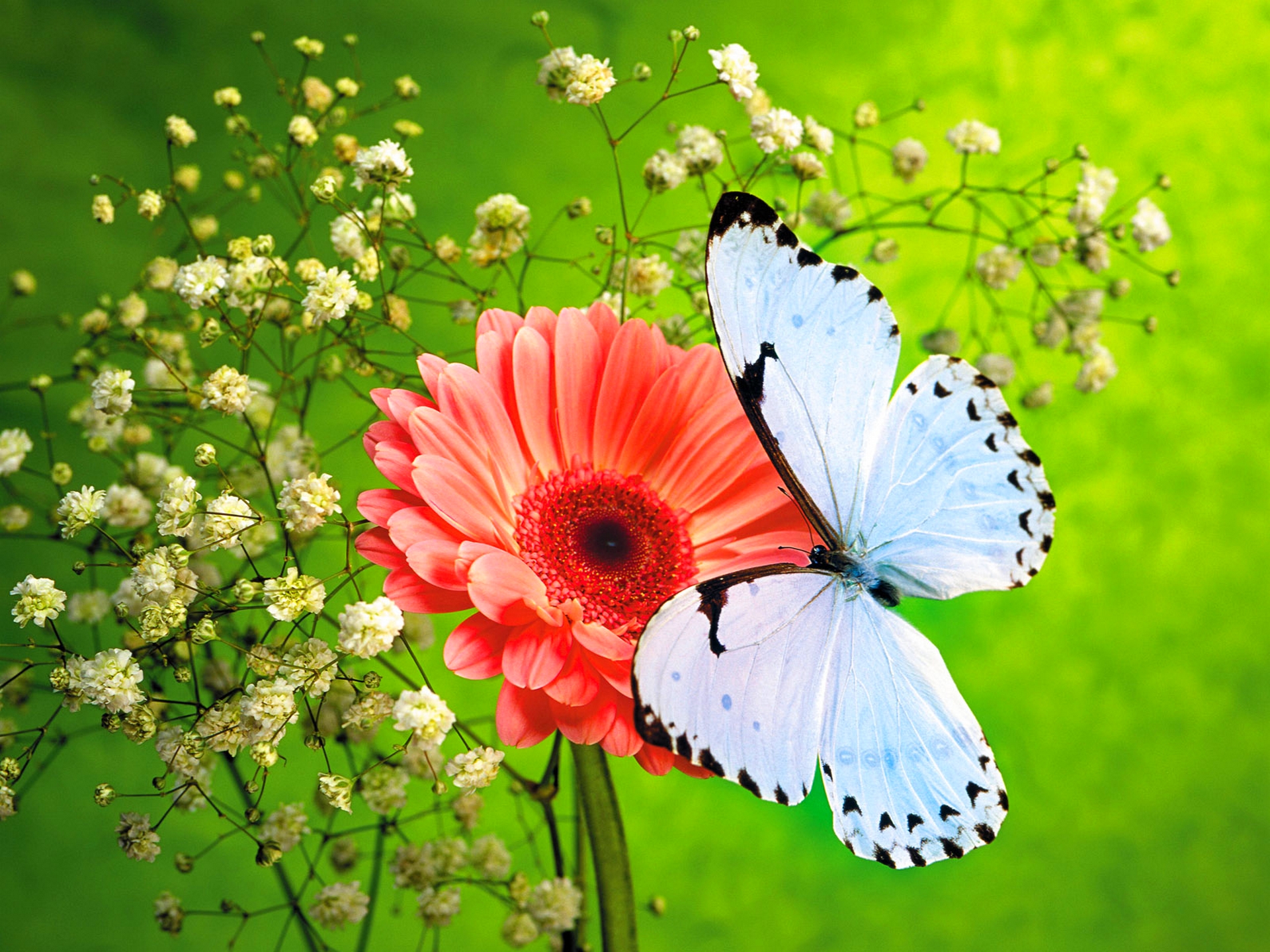 Обои цветы, насекомое, бабочка, крылья, гербера, гипсофила, flowers, insect, butterfly, wings, gerbera, gypsophila разрешение 1920x1440 Загрузить