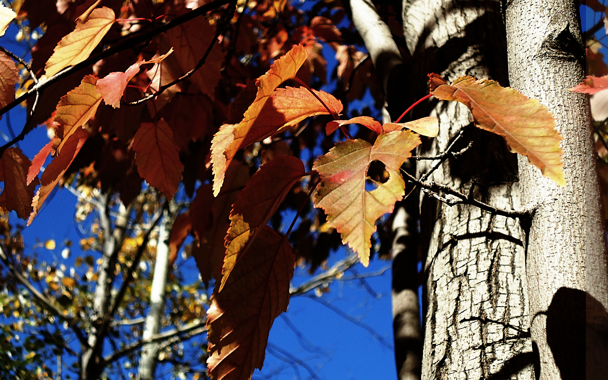 дерево ясень осенью фото