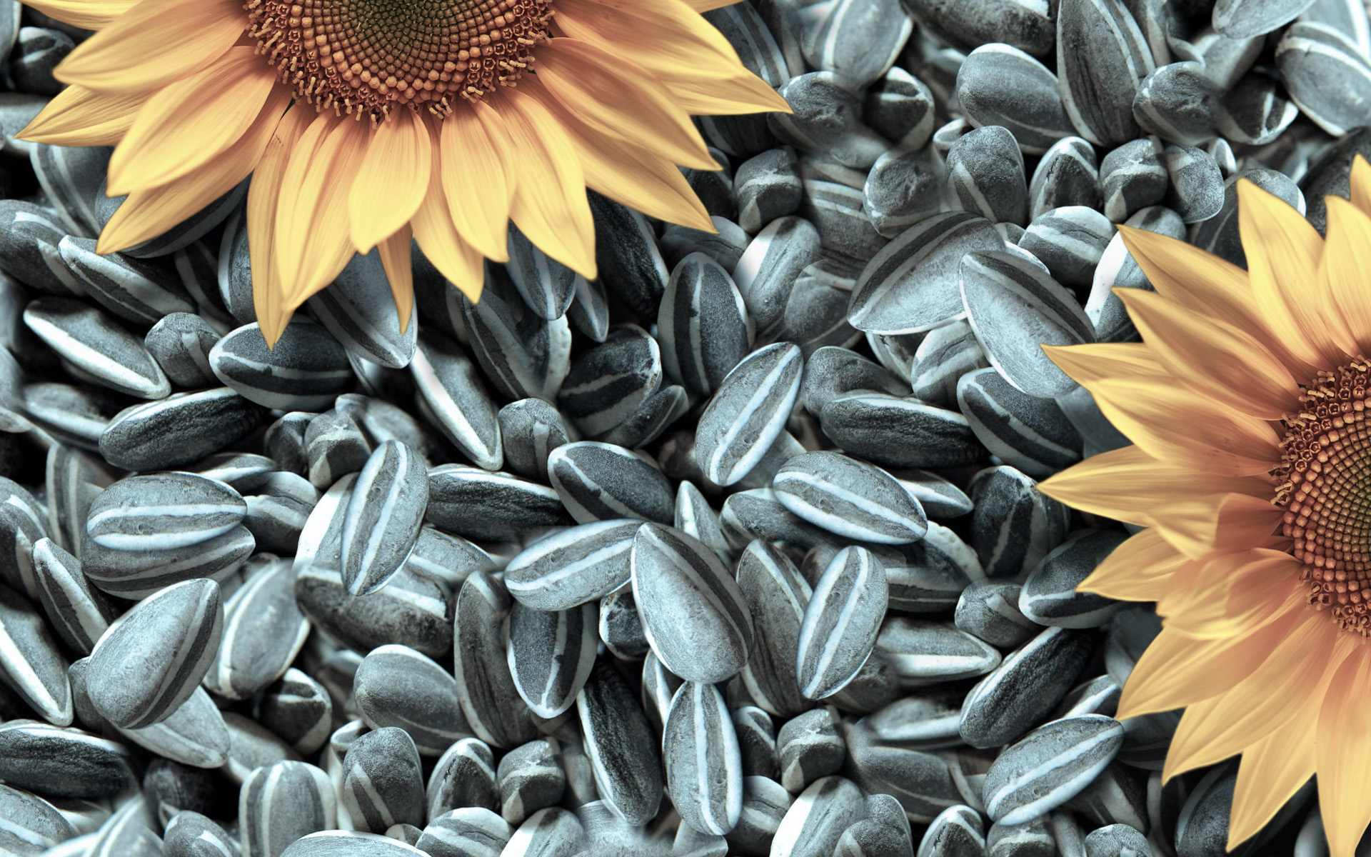 Обои текстура, подсолнух, семечки, texture, sunflower, seeds разрешение 1920x1200 Загрузить