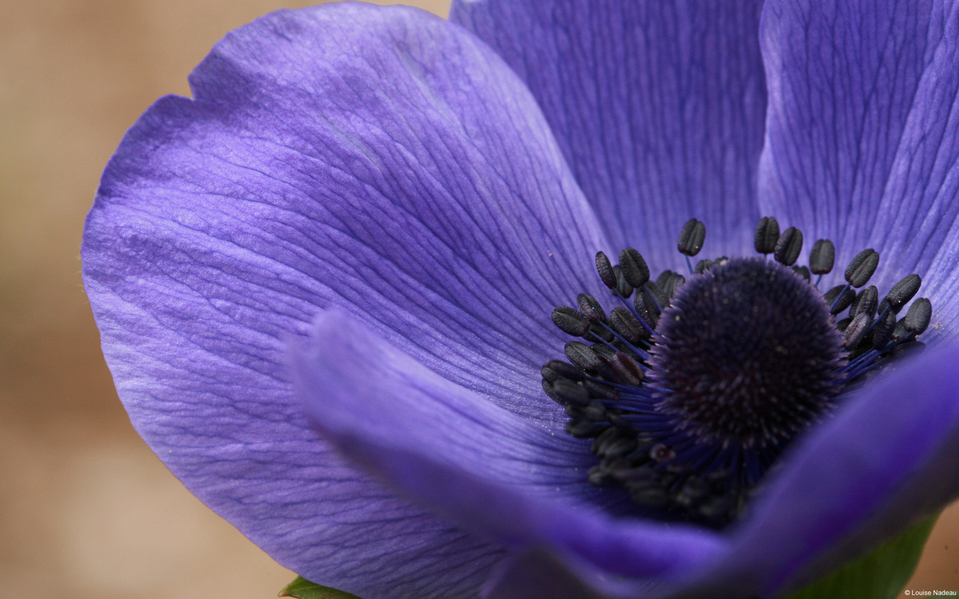 Обои цветок, фиолетовый, крупным планом, ветреница, анемон, flower, purple, closeup, anemone разрешение 1920x1200 Загрузить