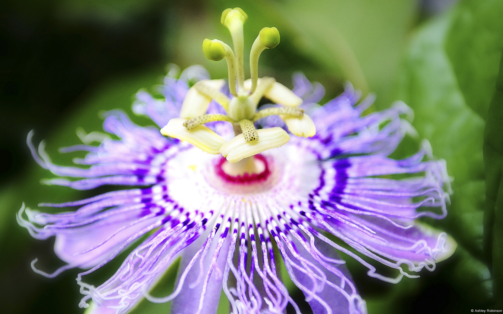 Обои макро, цветок, размытость, пассифлора, macro, flower, blur, passionflower разрешение 1920x1200 Загрузить