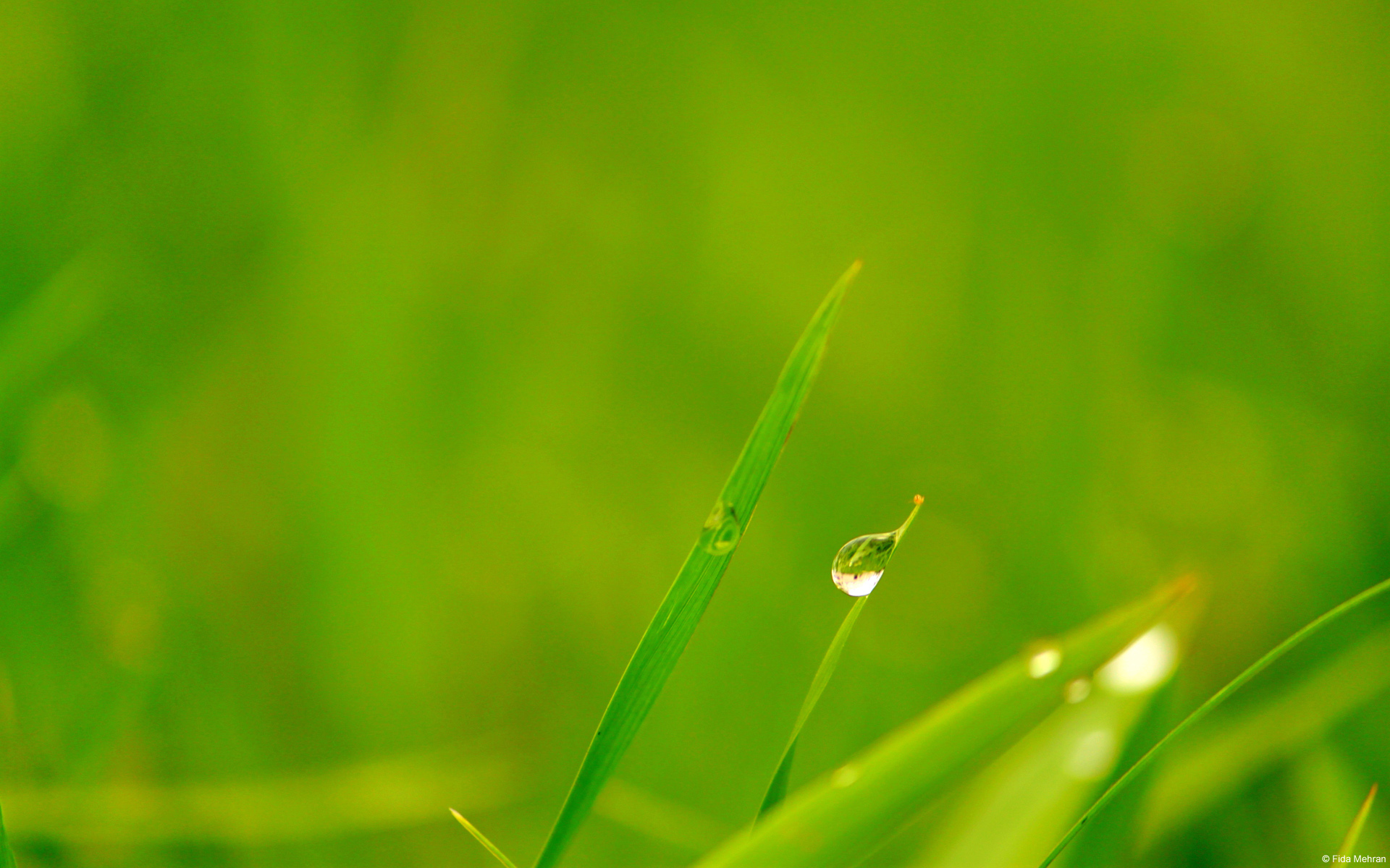 Зелена успокоительное. Роса на траве. Трава фон. Травинка с росой. Зеленая трава с росой.