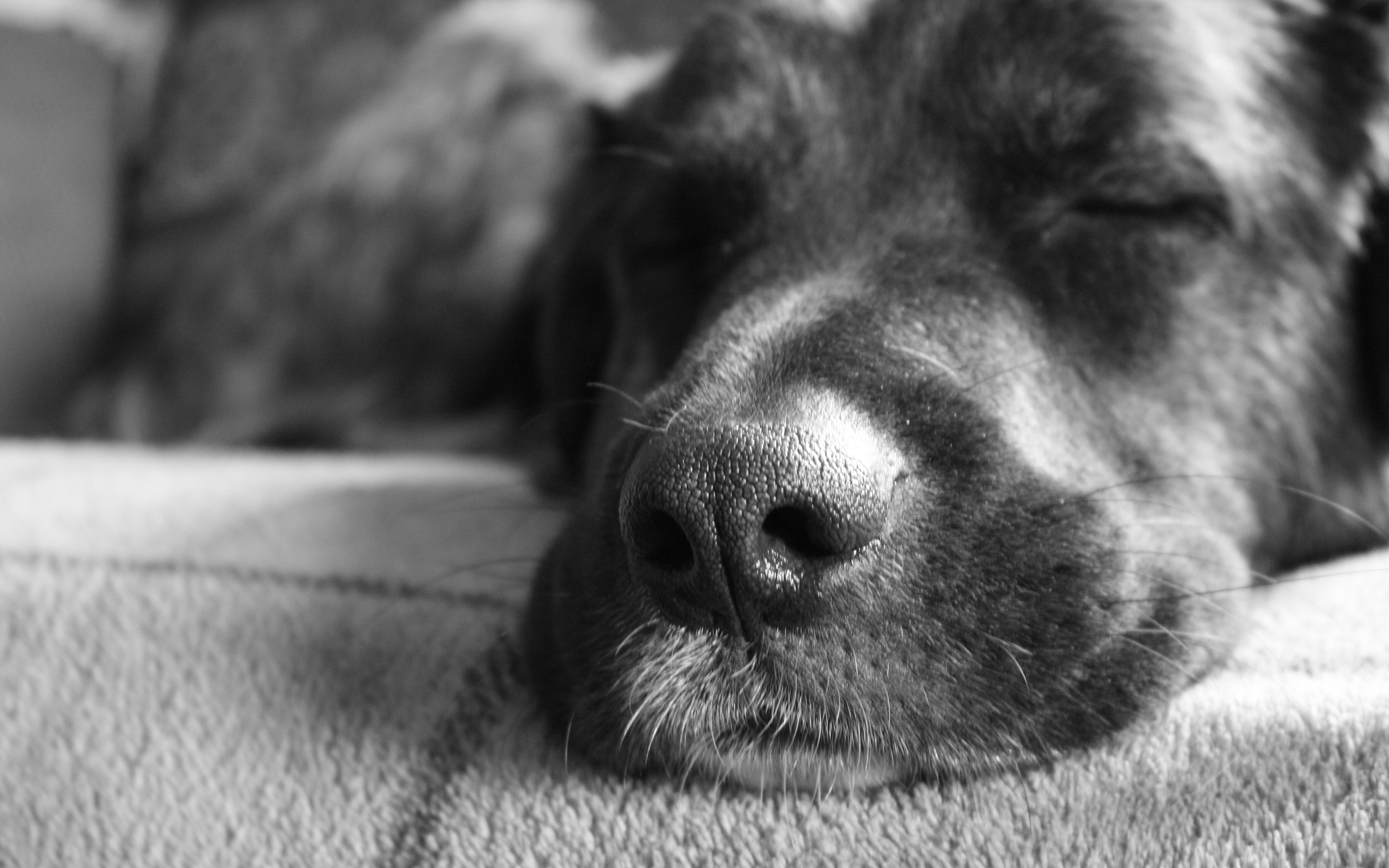 Обои морда, чёрно-белое, собака, спит, друг, нос, face, black and white, dog, sleeping, each, nose разрешение 2560x1600 Загрузить