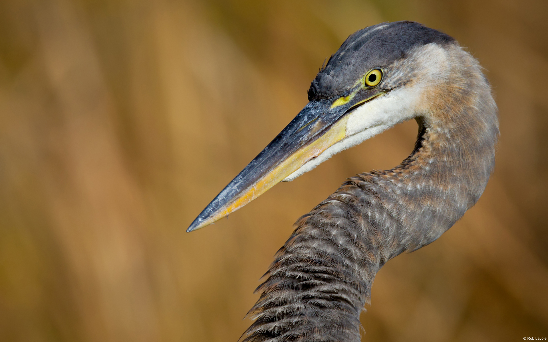 Обои птица, клюв, шея, цапля, bird, beak, neck, heron разрешение 1920x1200 Загрузить