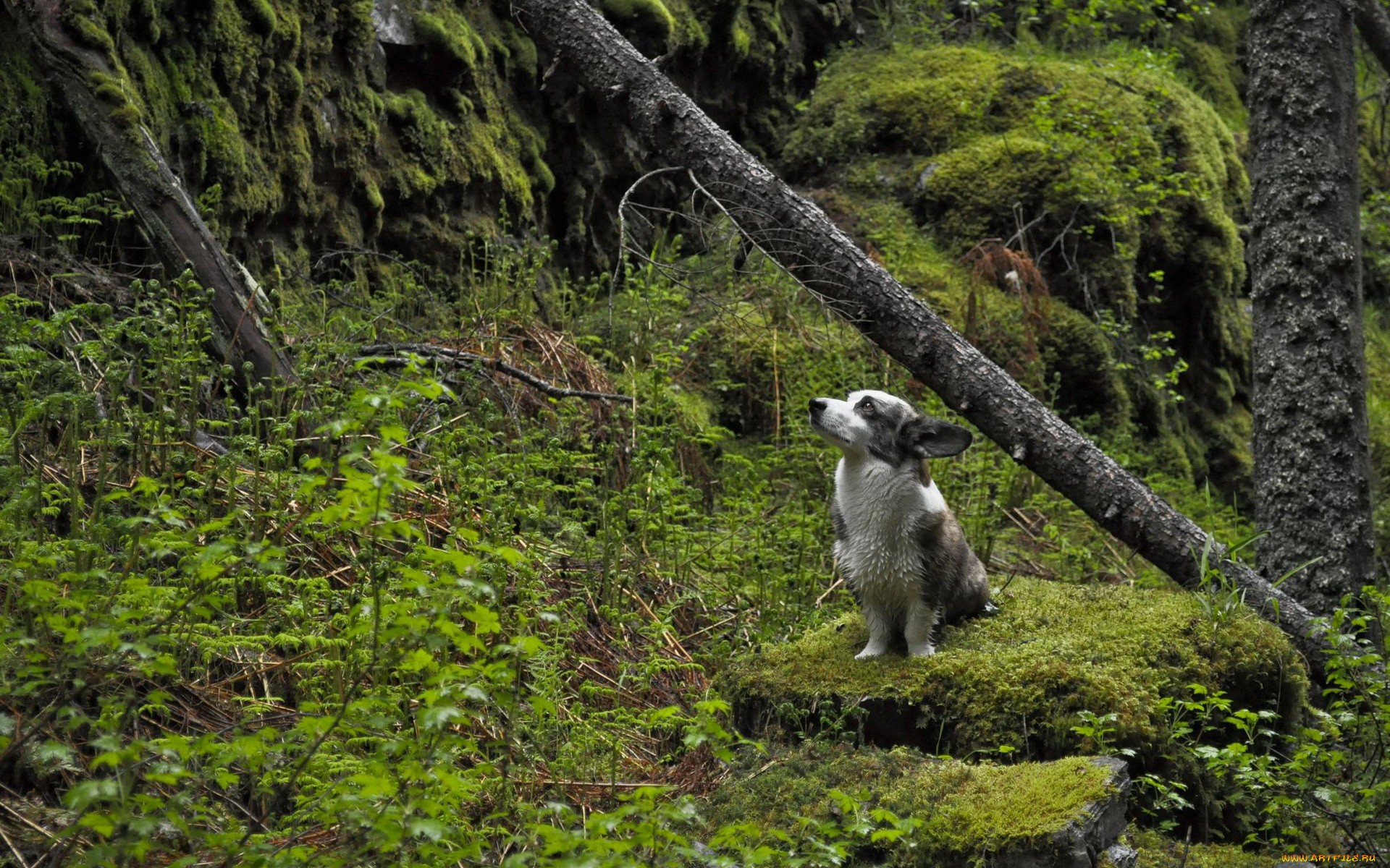 Обои природа, дерево, лес, собака, мох, собака в лесу, nature, tree, forest, dog, moss, the dog in the woods разрешение 1920x1200 Загрузить