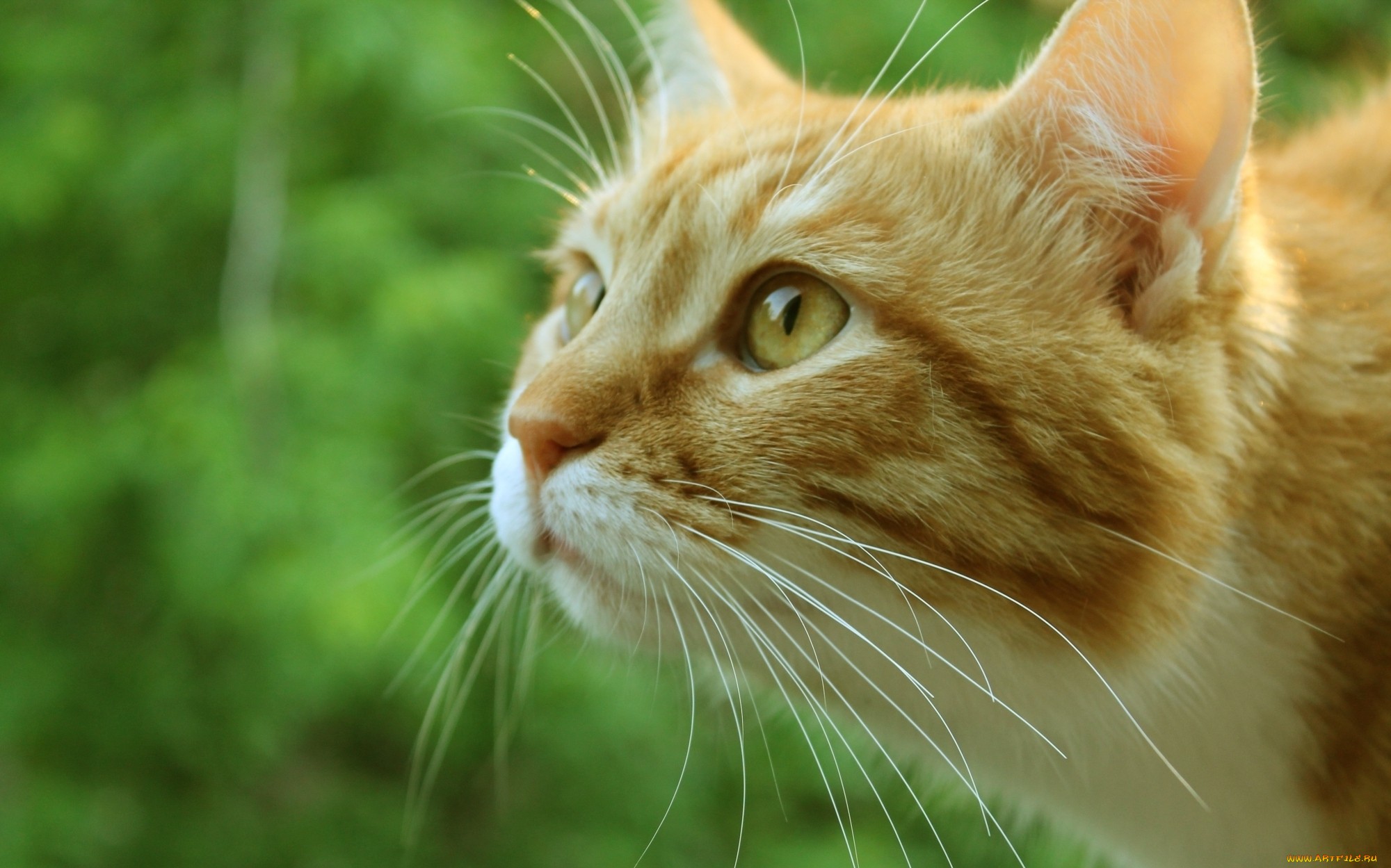 Рыжий кот с прижавшимися ушами без смс
