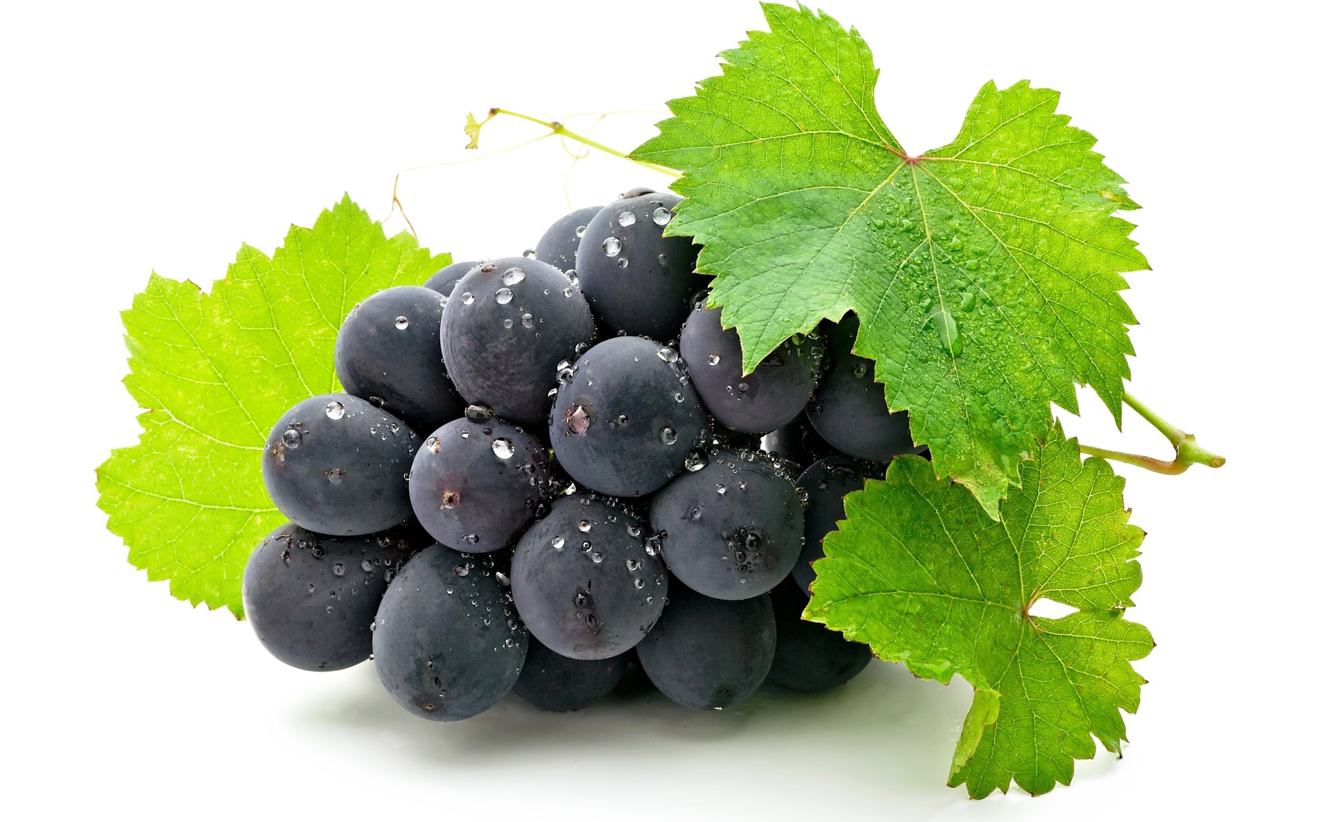 Обои листья, виноград, ягода, белый фон, гроздь, черный виноград, leaves, grapes, berry, white background, bunch, black grapes разрешение 1920x1186 Загрузить