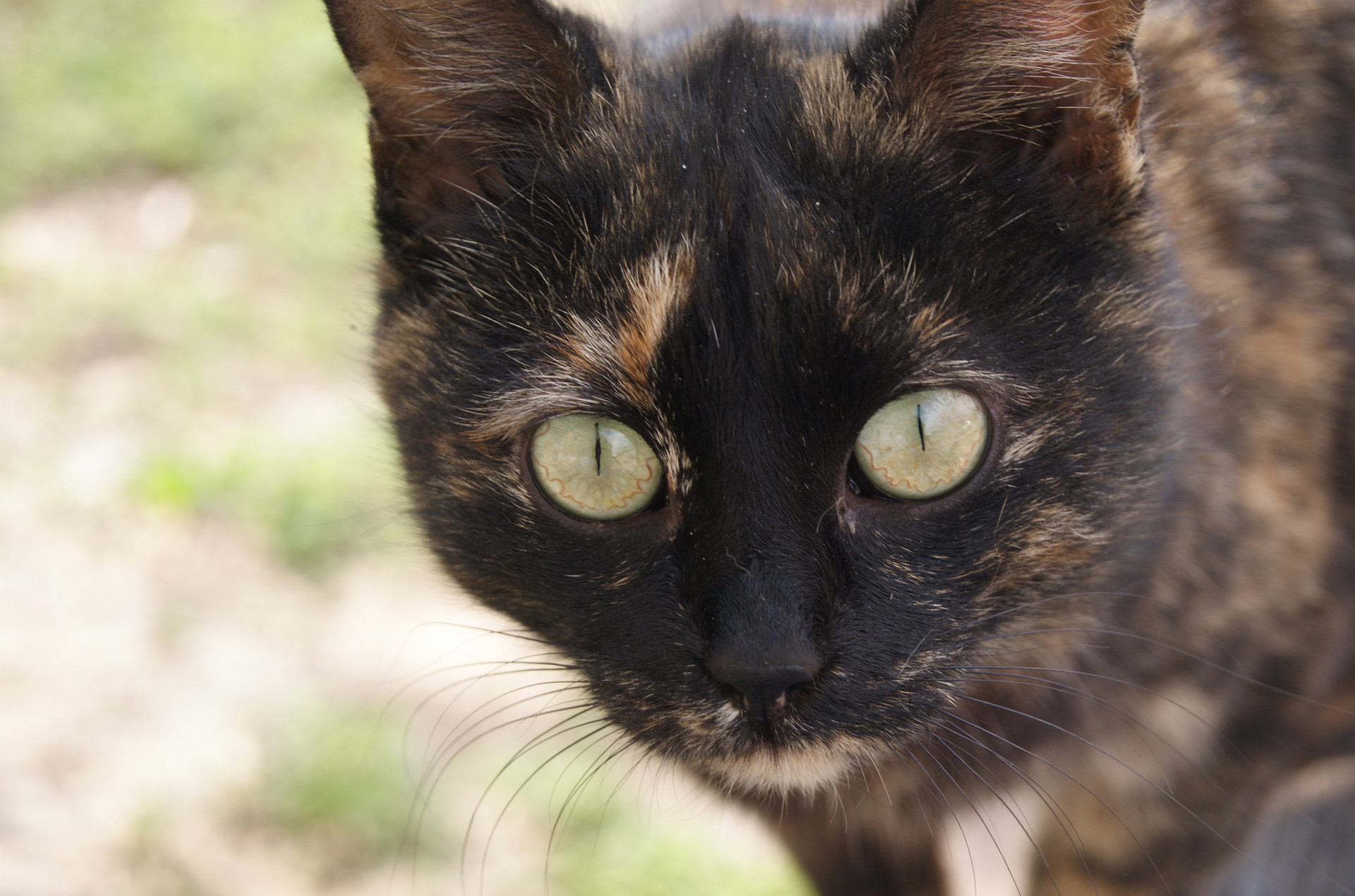 Обои глаза, кот, усы, кошка, окрас, прикольные глазки, eyes, cat, mustache, color, cool eyes разрешение 1920x1270 Загрузить