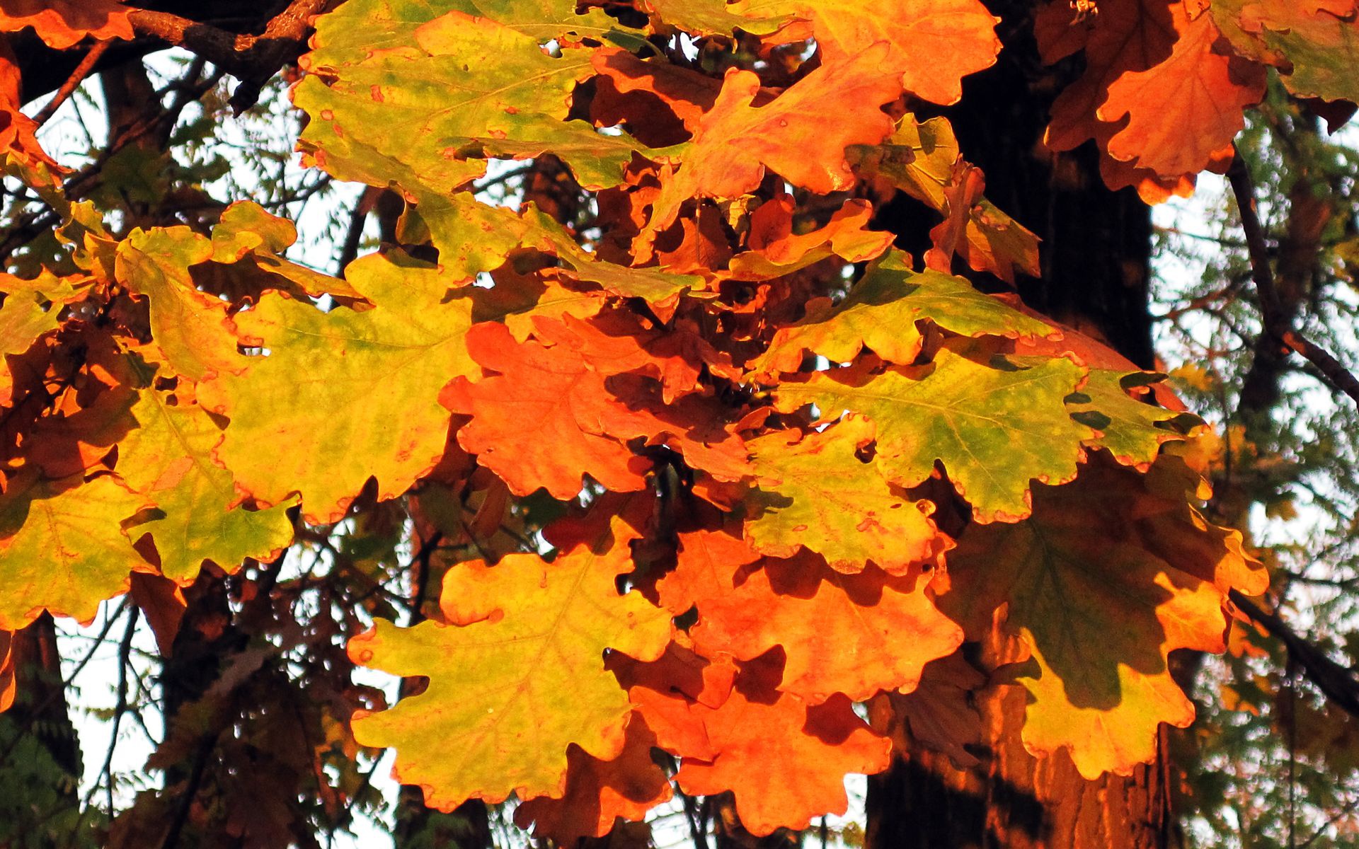 Обои деревья, природа, листья, осень, дуб, осенние листья, дубовый лист, trees, nature, leaves, autumn, oak, autumn leaves разрешение 1920x1200 Загрузить