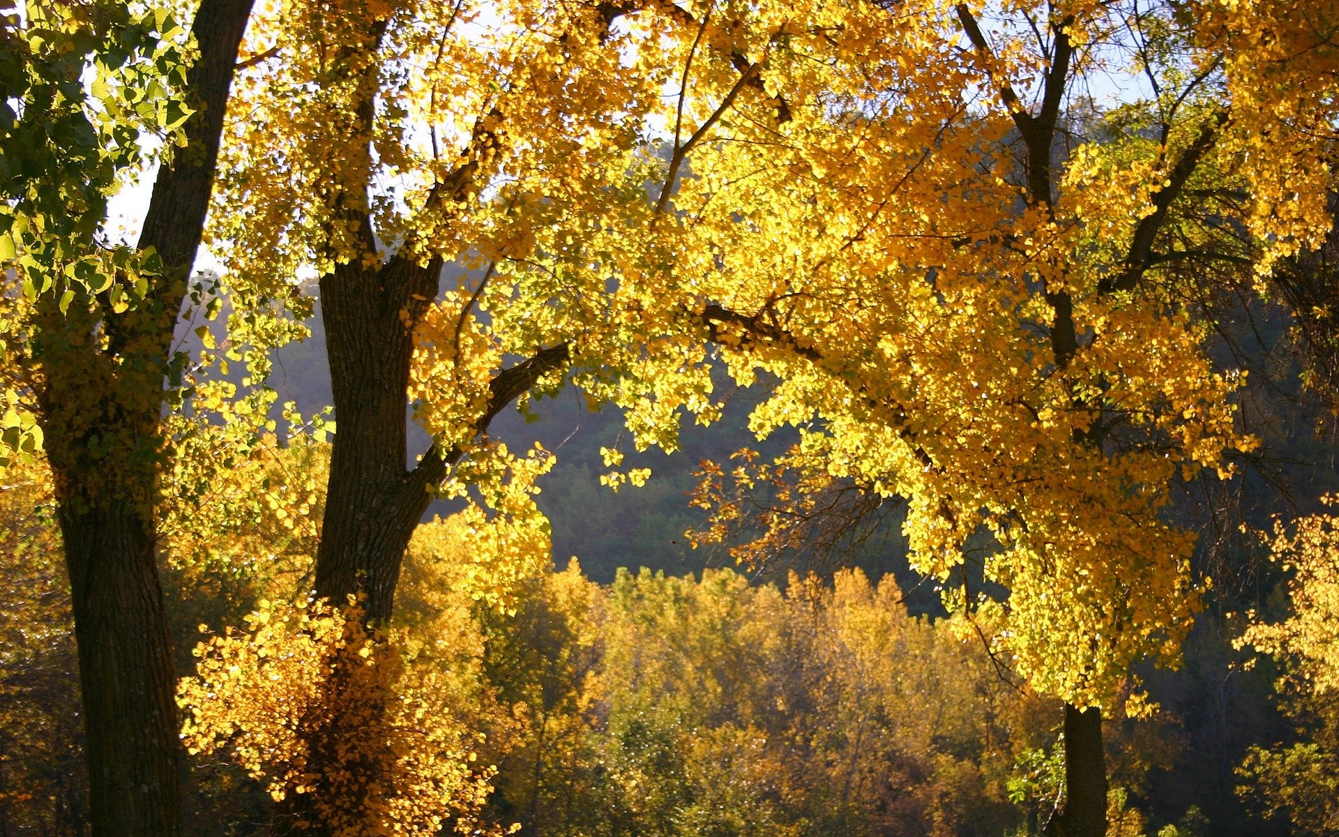 Обои деревья, природа, лес, листья, осень, trees, nature, forest, leaves, autumn разрешение 1920x1200 Загрузить