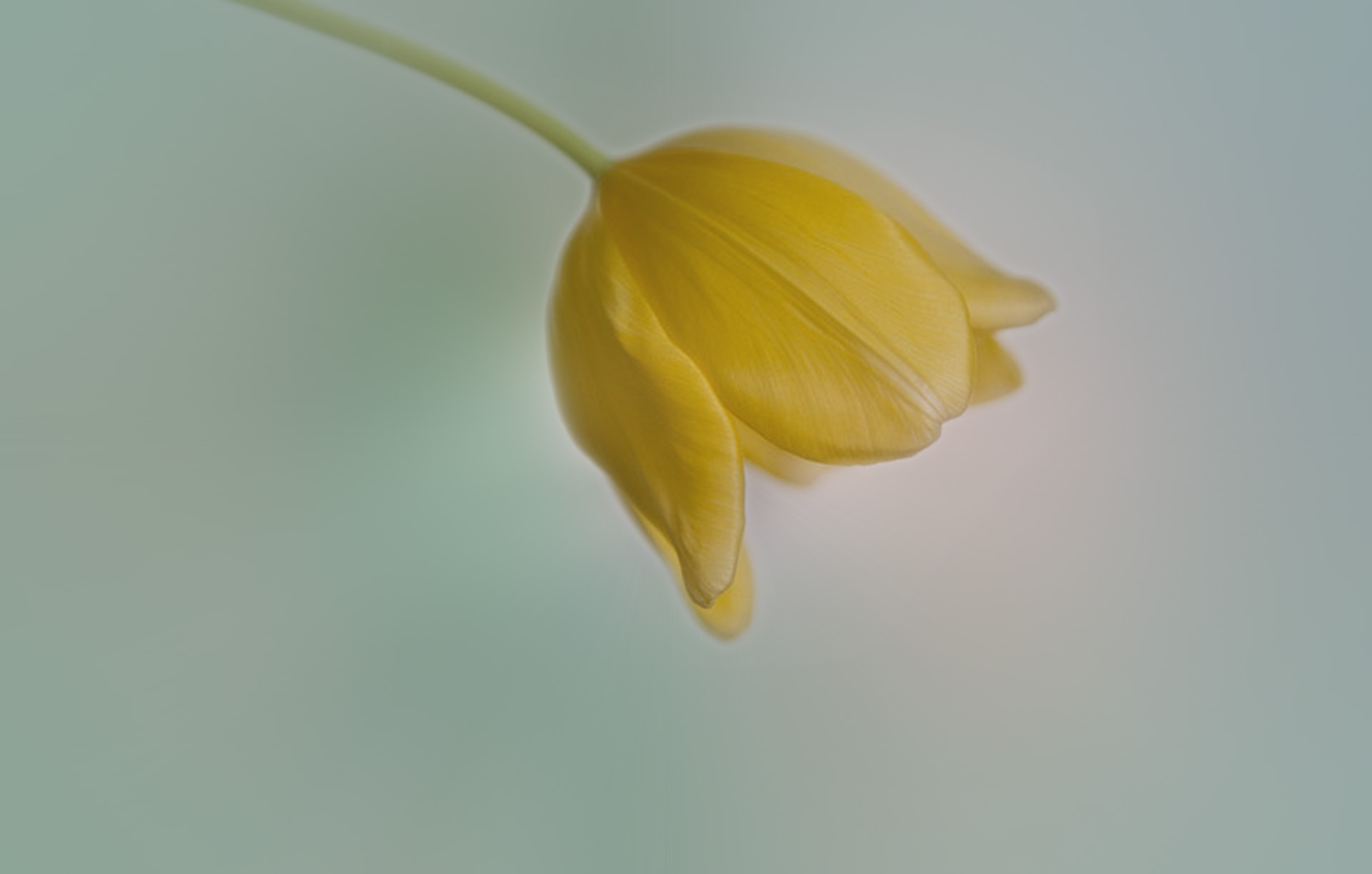 Обои тюльпан, нежный фон, праздничный цветок, tulip, gentle background, festive flower разрешение 1920x1224 Загрузить