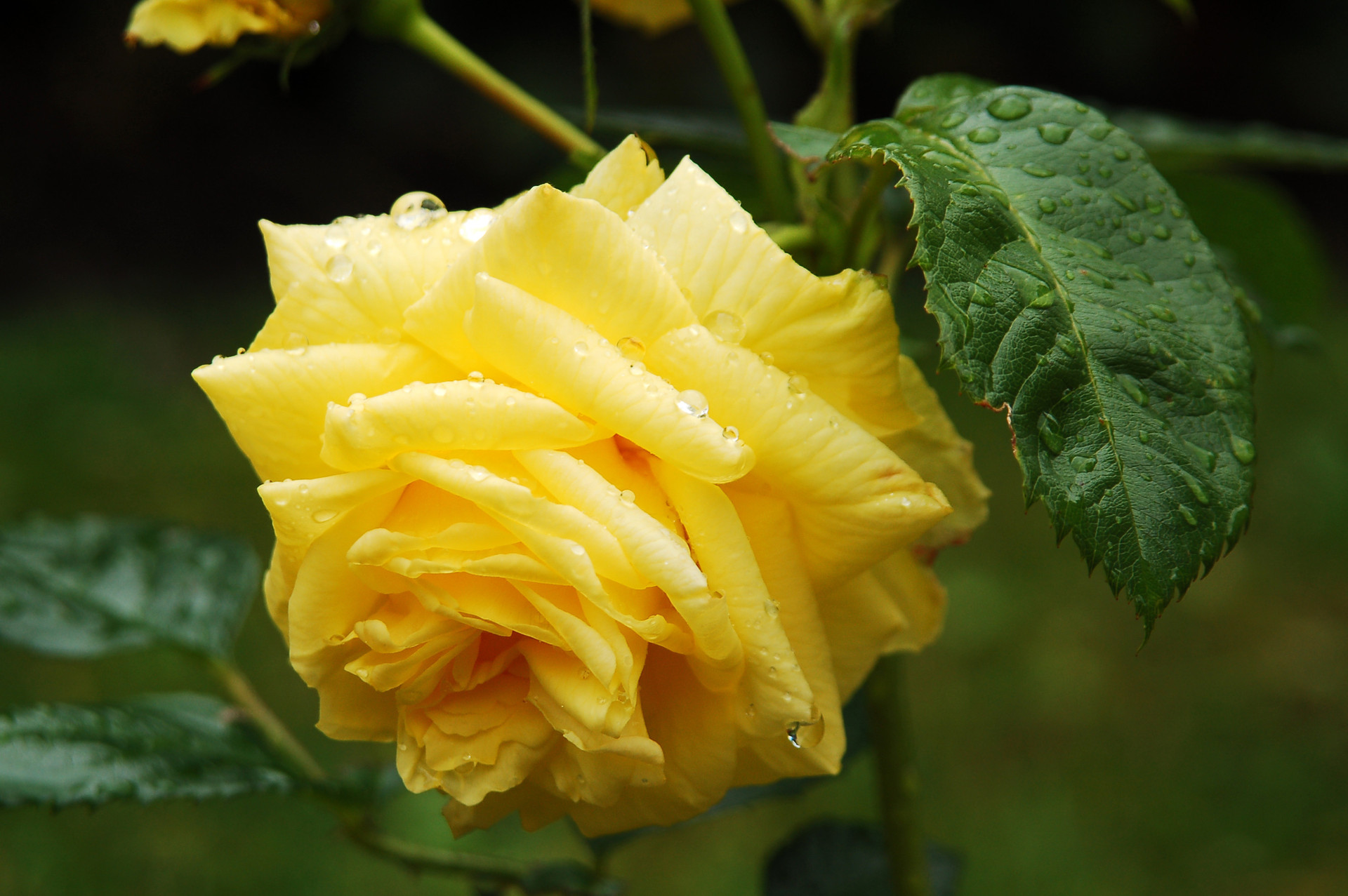 Обои цветок, роса, капли, роза, желтая роза, flower, rosa, drops, rose, yellow rose разрешение 1920x1277 Загрузить