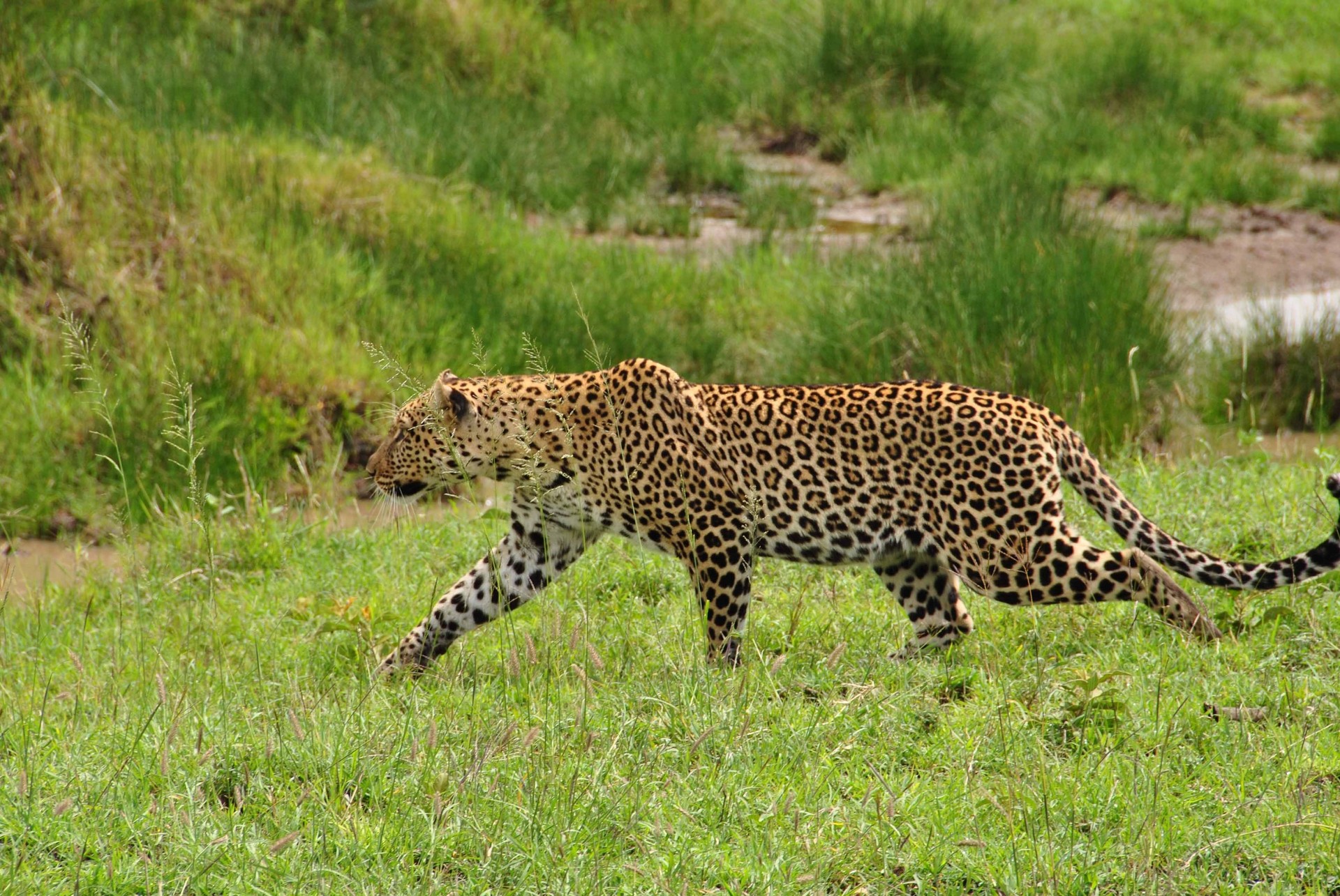 Леопард трава животное загрузить