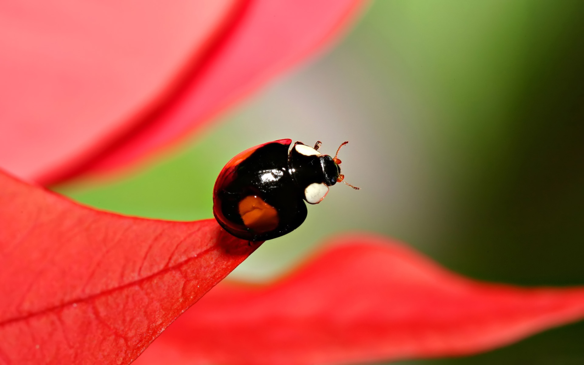 Обои макро, насекомое, красный, лист, божья коровка, macro, insect, red, sheet, ladybug разрешение 1920x1200 Загрузить