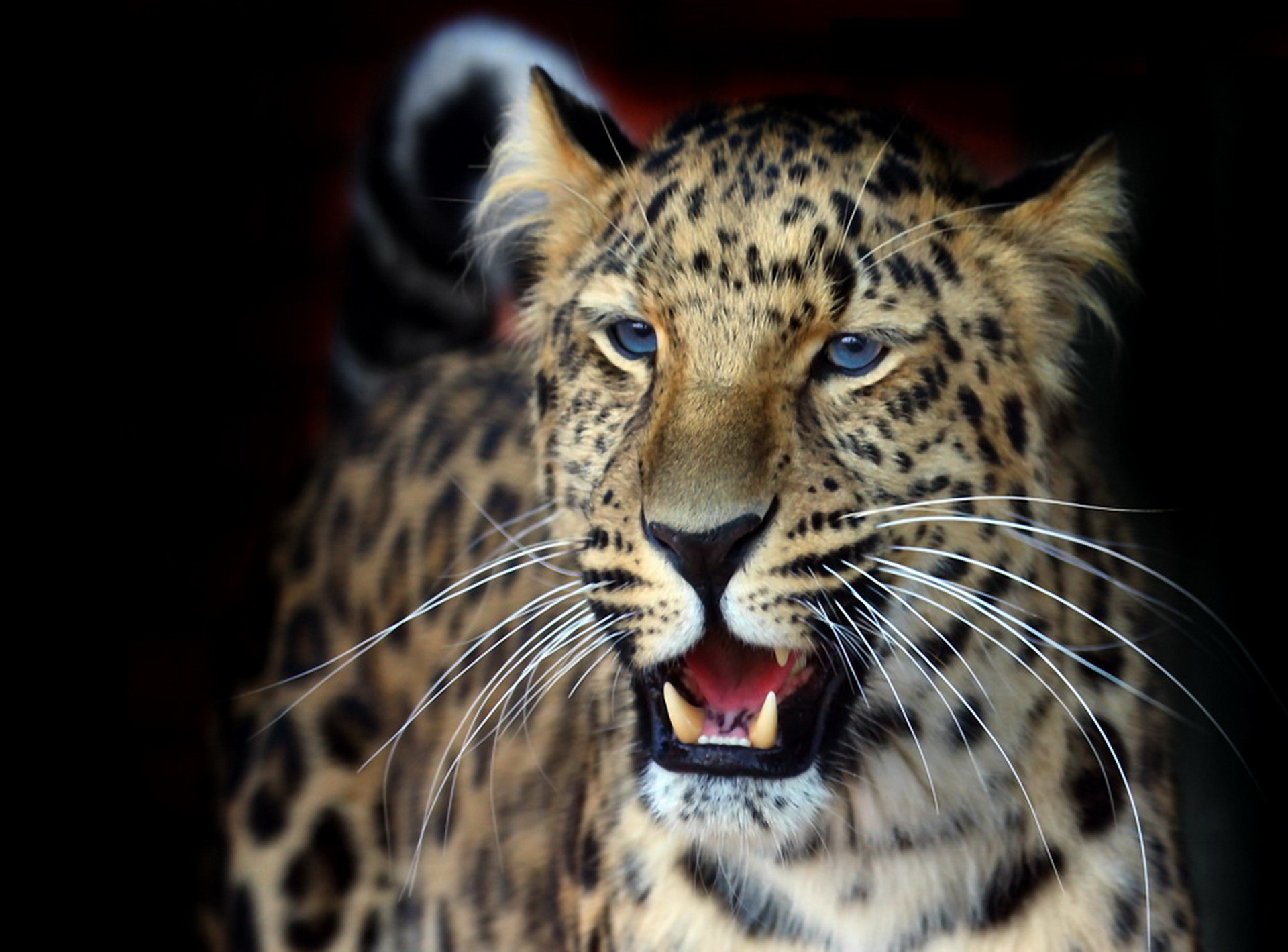 Обои фон, усы, взгляд, леопард, оскал, темный, background, mustache, look, leopard, grin, dark разрешение 1920x1419 Загрузить