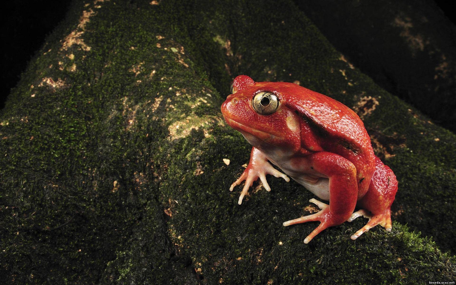 Обои красная, лягушка, мох, окрас, необычная, жаба, земноводные, red, frog, moss, color, unusual, toad, amphibians разрешение 1920x1200 Загрузить