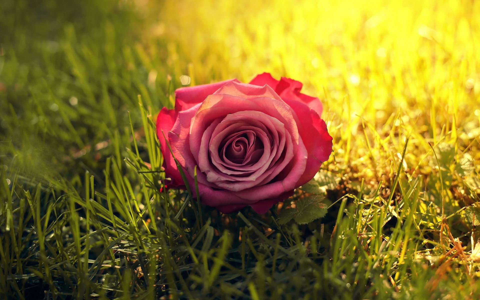 Обои трава, солнце, цветок, роза, солнечный свет, grass, the sun, flower, rose, sunlight разрешение 1920x1200 Загрузить